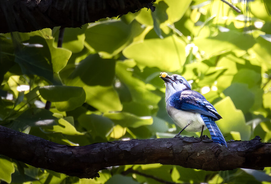  Blue Jay: Canon RF 8oomm f11 @ 1/800 ISO 2500 