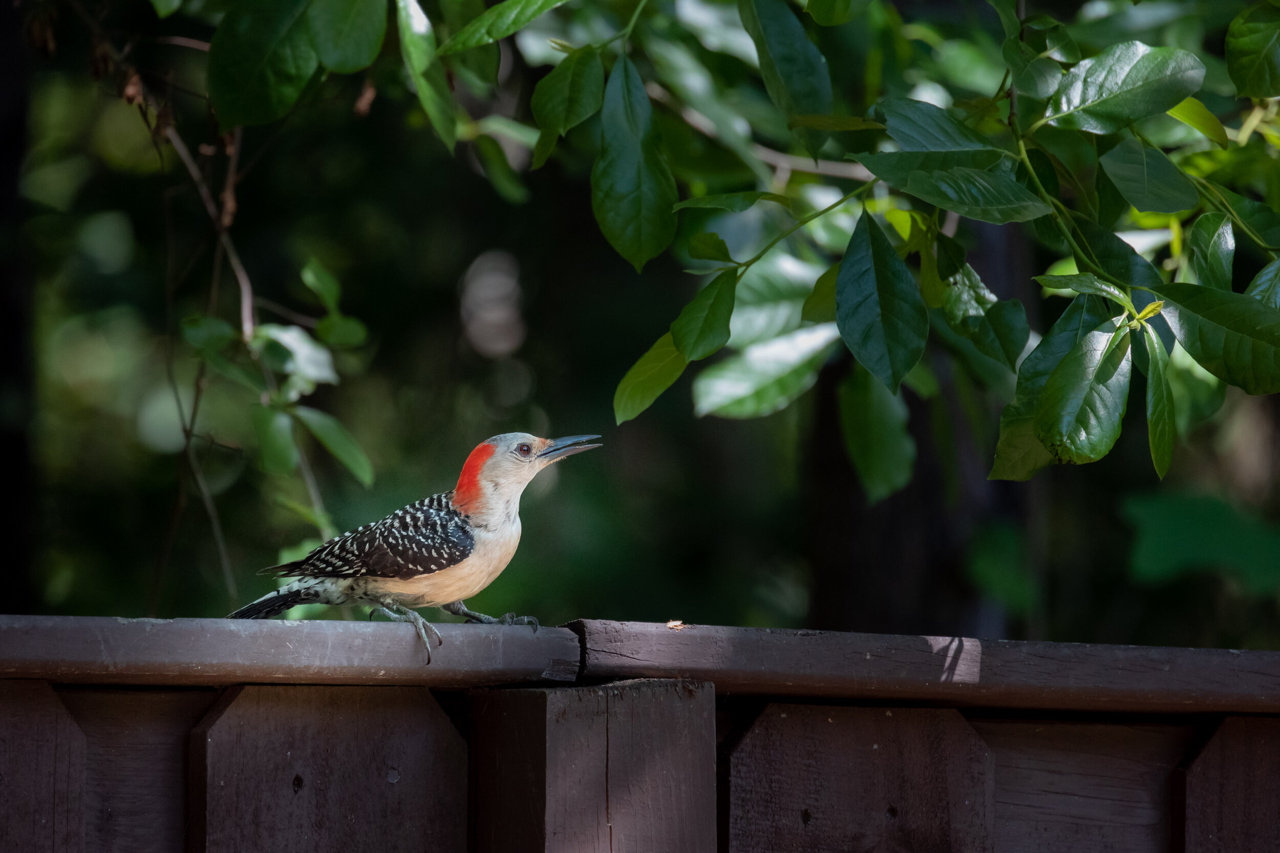  Red-bellied Woodpecker: Canon RF 8oomm f11 @ 1/500 ISO 6400 