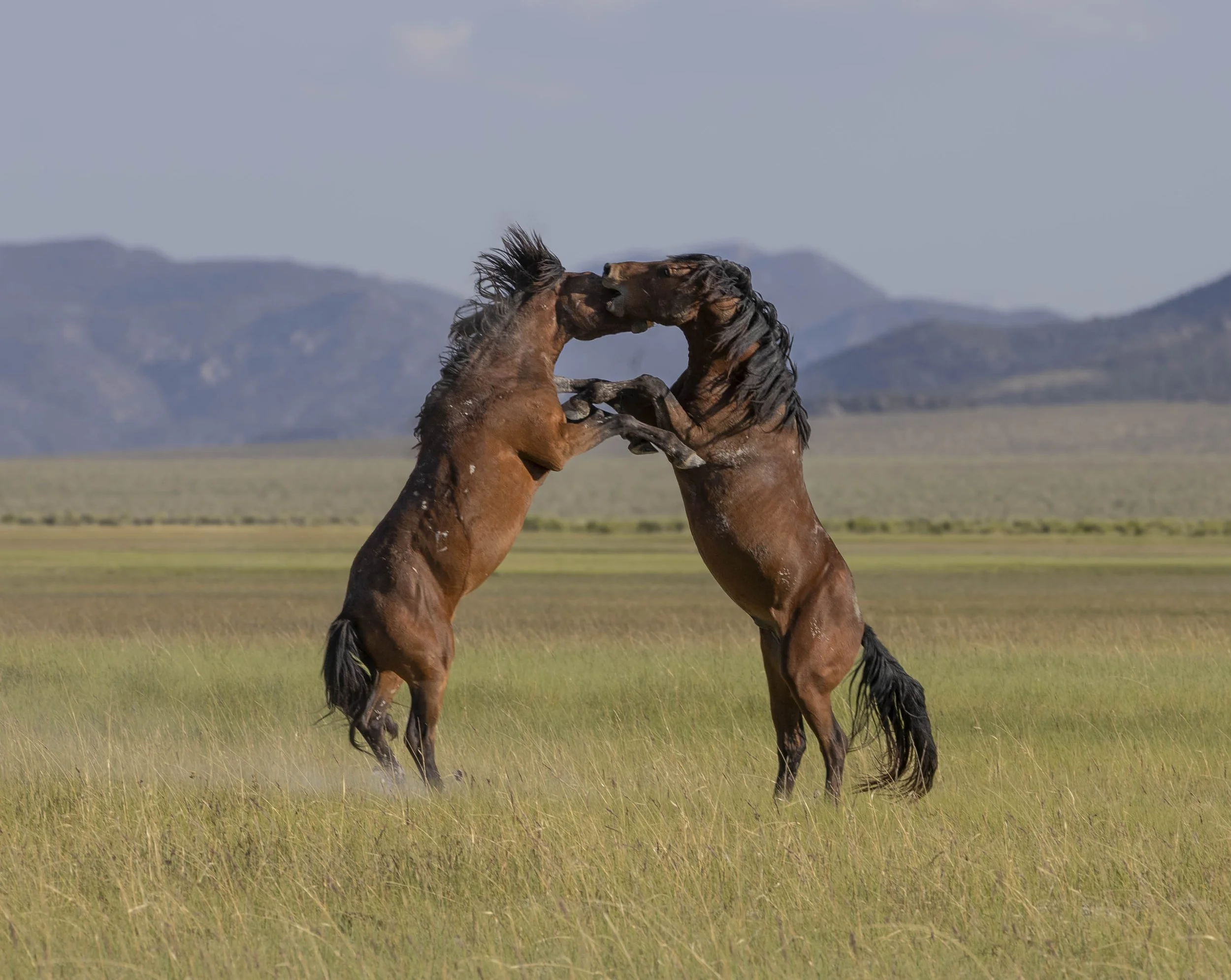 rockcreekmustang4.jpg
