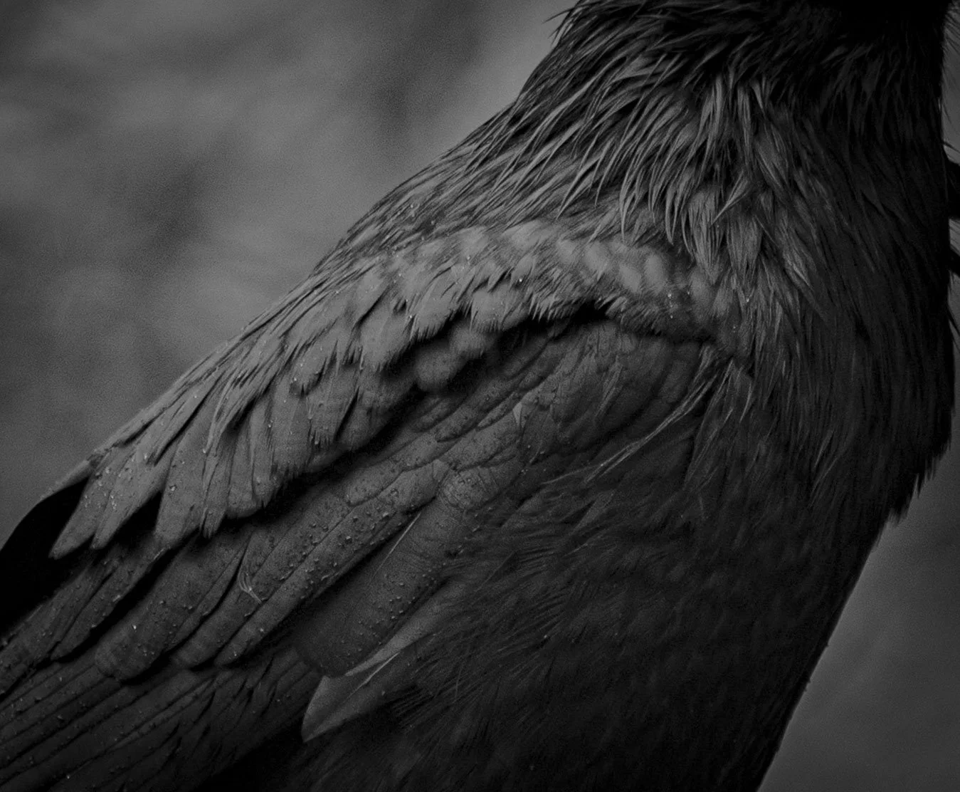 raven.jpg