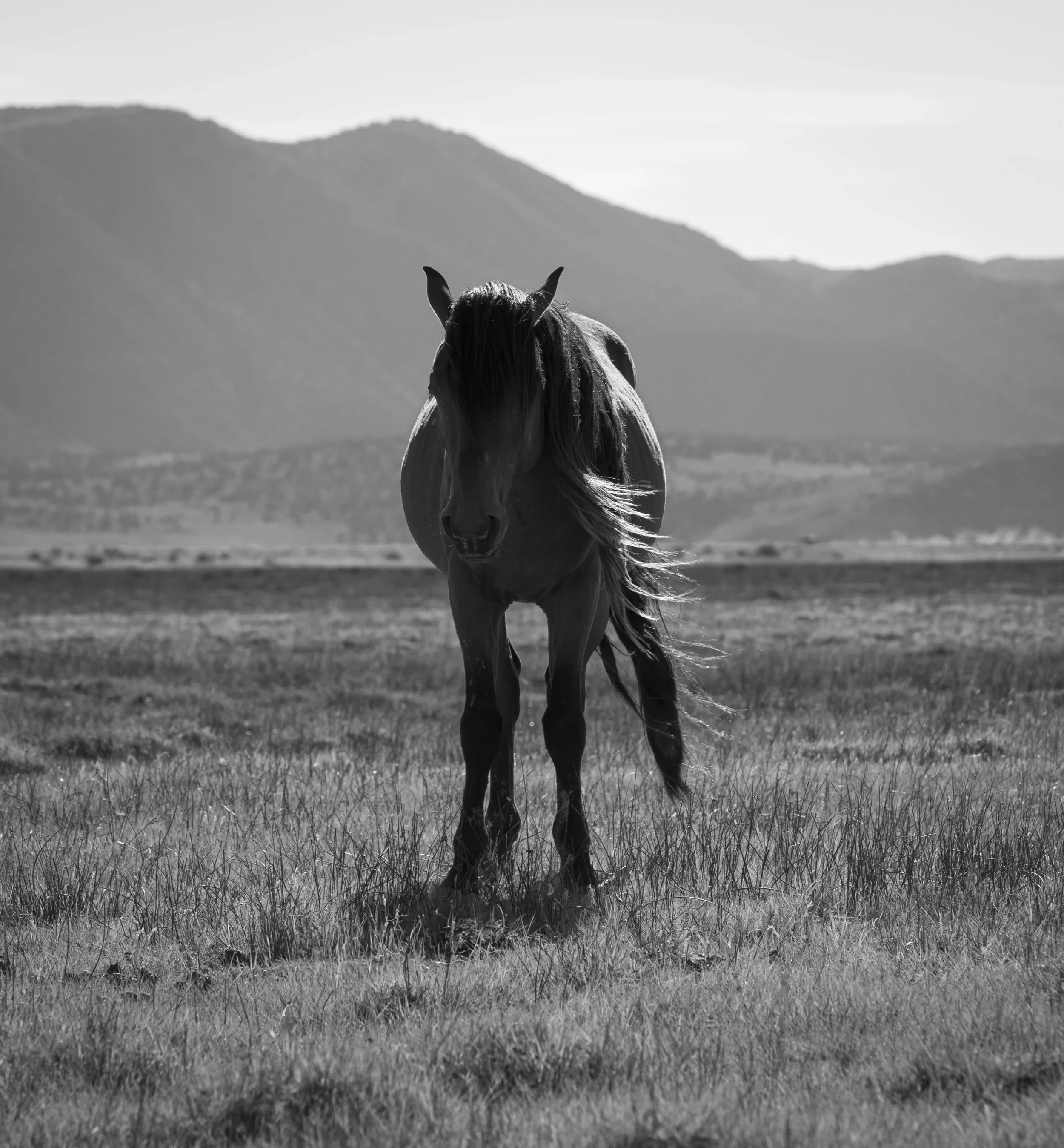 rockcreekmustang1.jpg