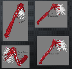 Shoulder muscle groups most prone to injury during EVAs