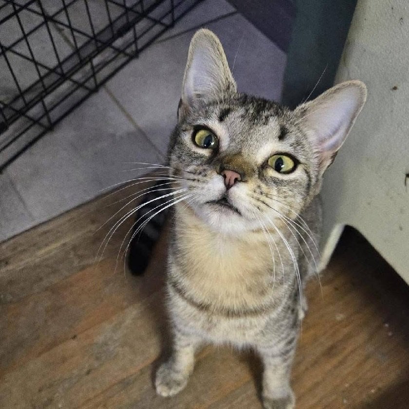 We have some beautiful, very friendly 9-month-old kittens that are ready for a new home. They have already had been spayed and neutered, microchipped, vaccinated, dewormed, fecal test, and an exam from the vet. If you are interested, please fill out 