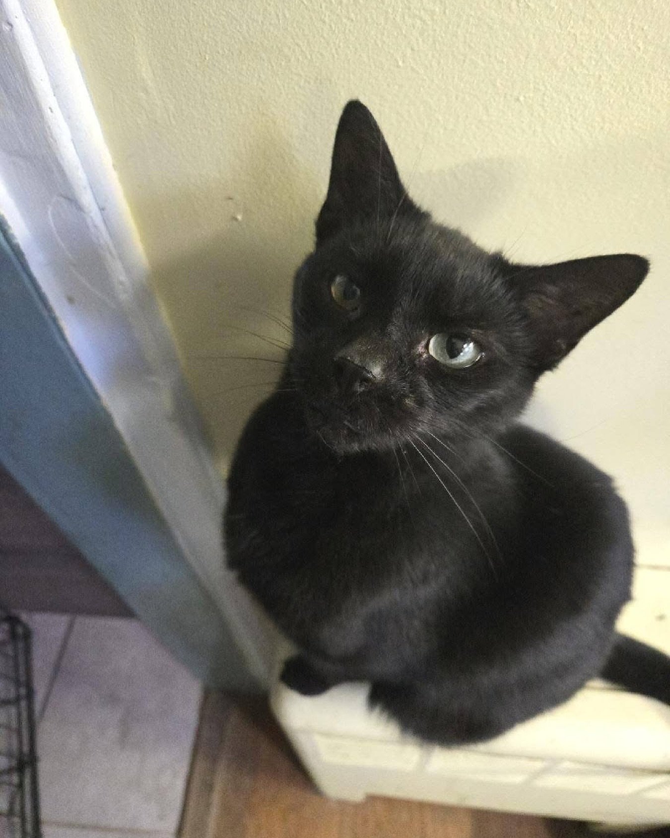 We have some beautiful, very friendly 9-month-old kittens that are ready for a new home. They have already had been spayed and neutered, microchipped, vaccinated, dewormed, fecal test, and an exam from the vet. If you are interested, please fill out 