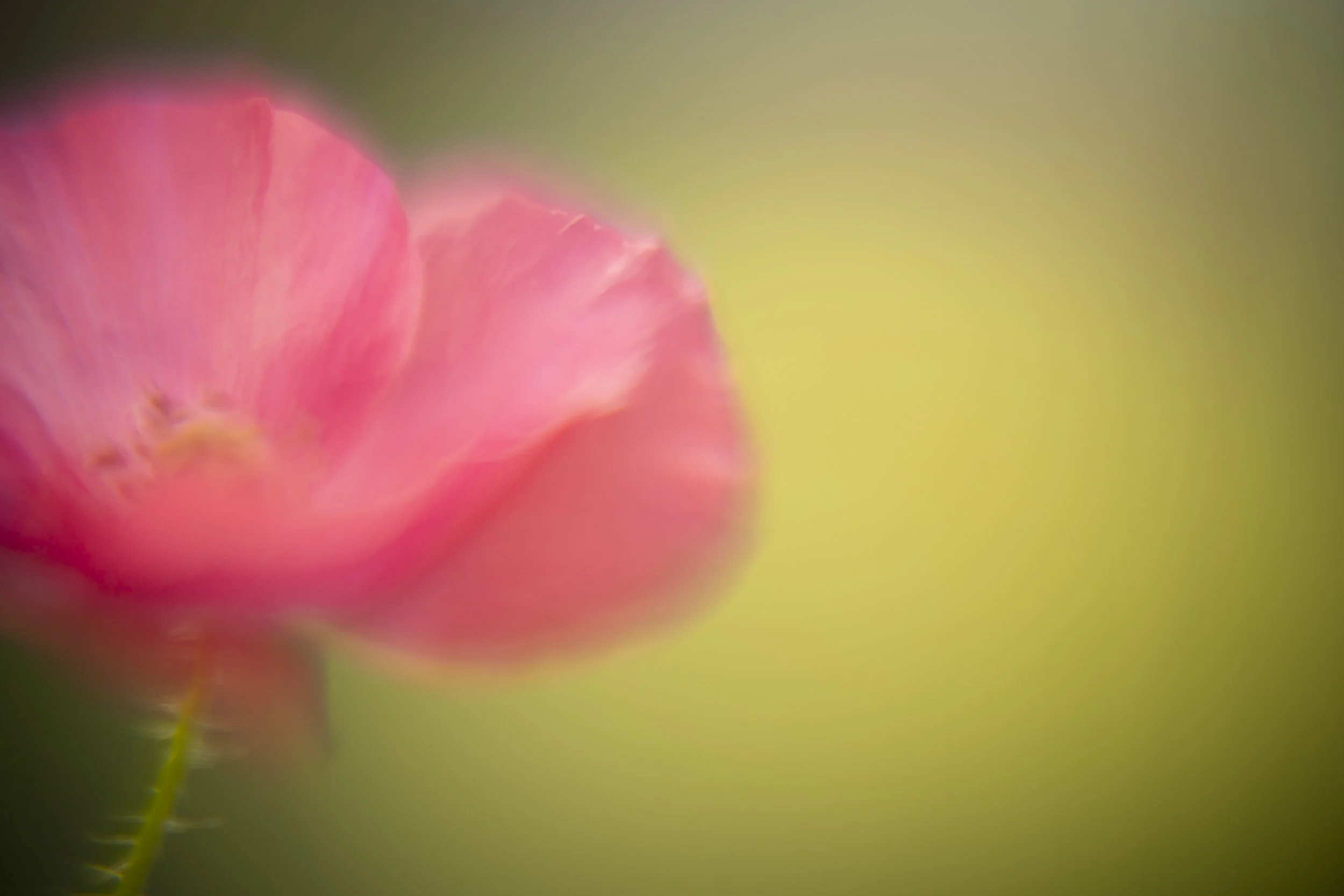 yardflowers_2026_16.jpg