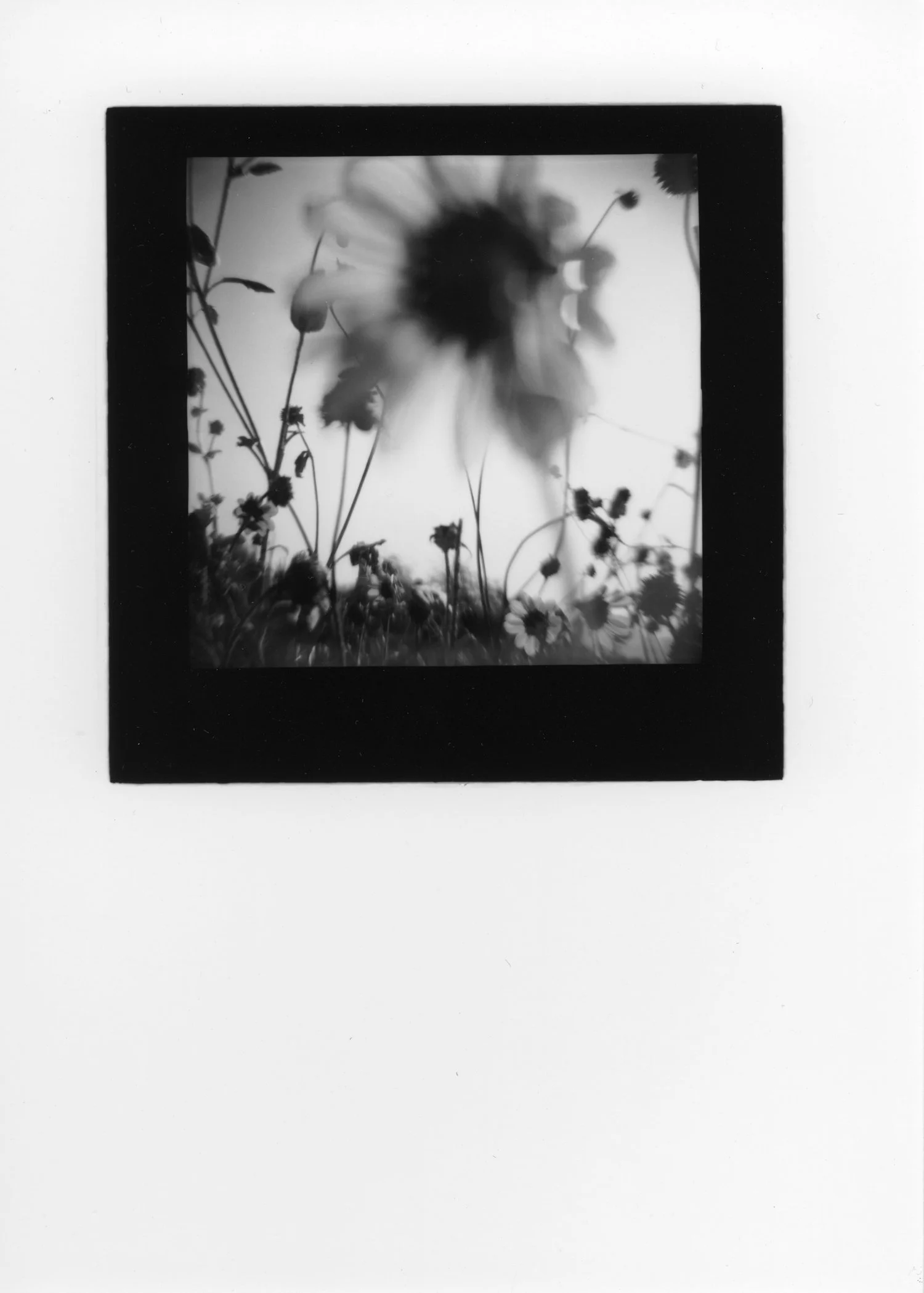 Sunflower I, silver gelatin print, 2019