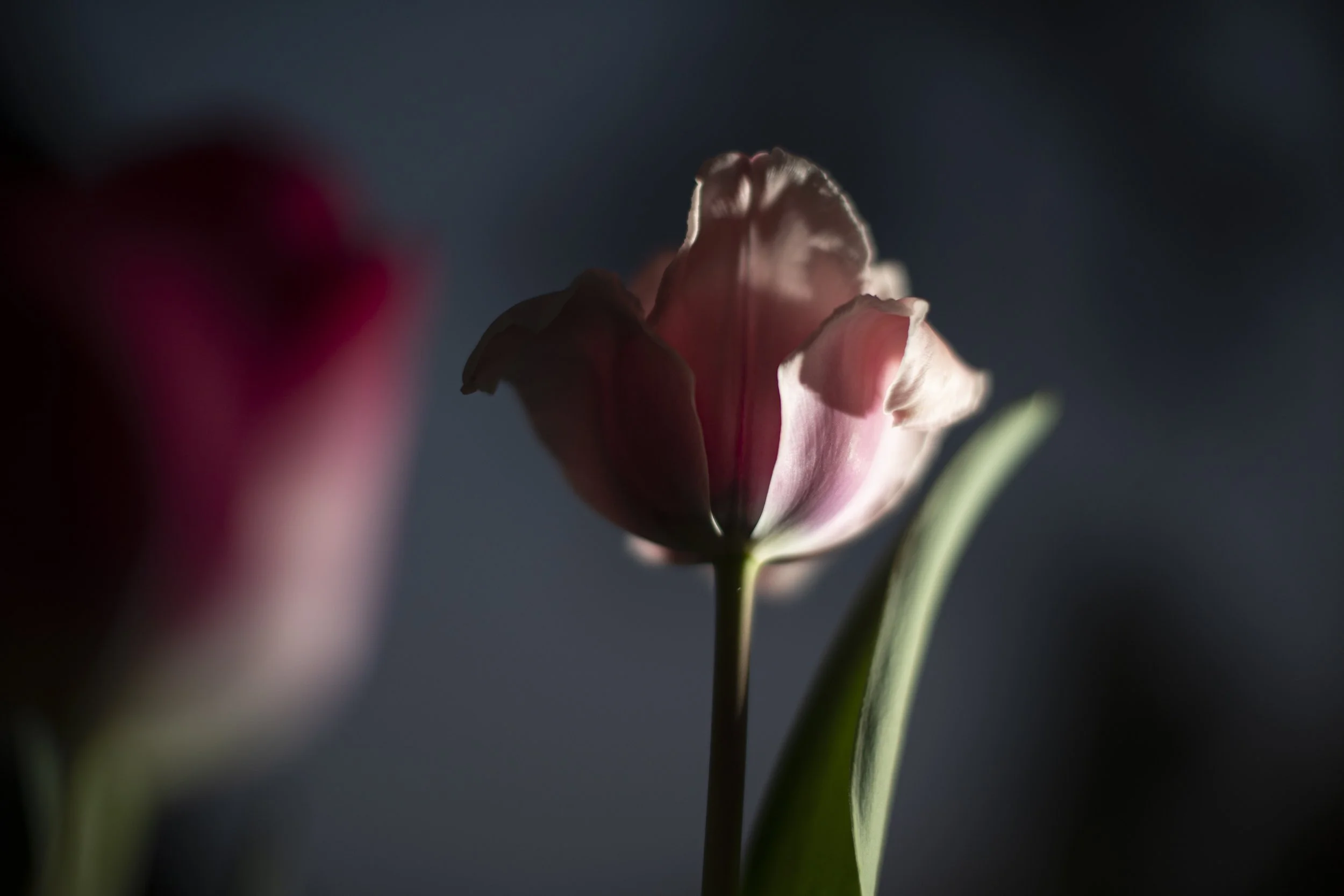 tulip IX