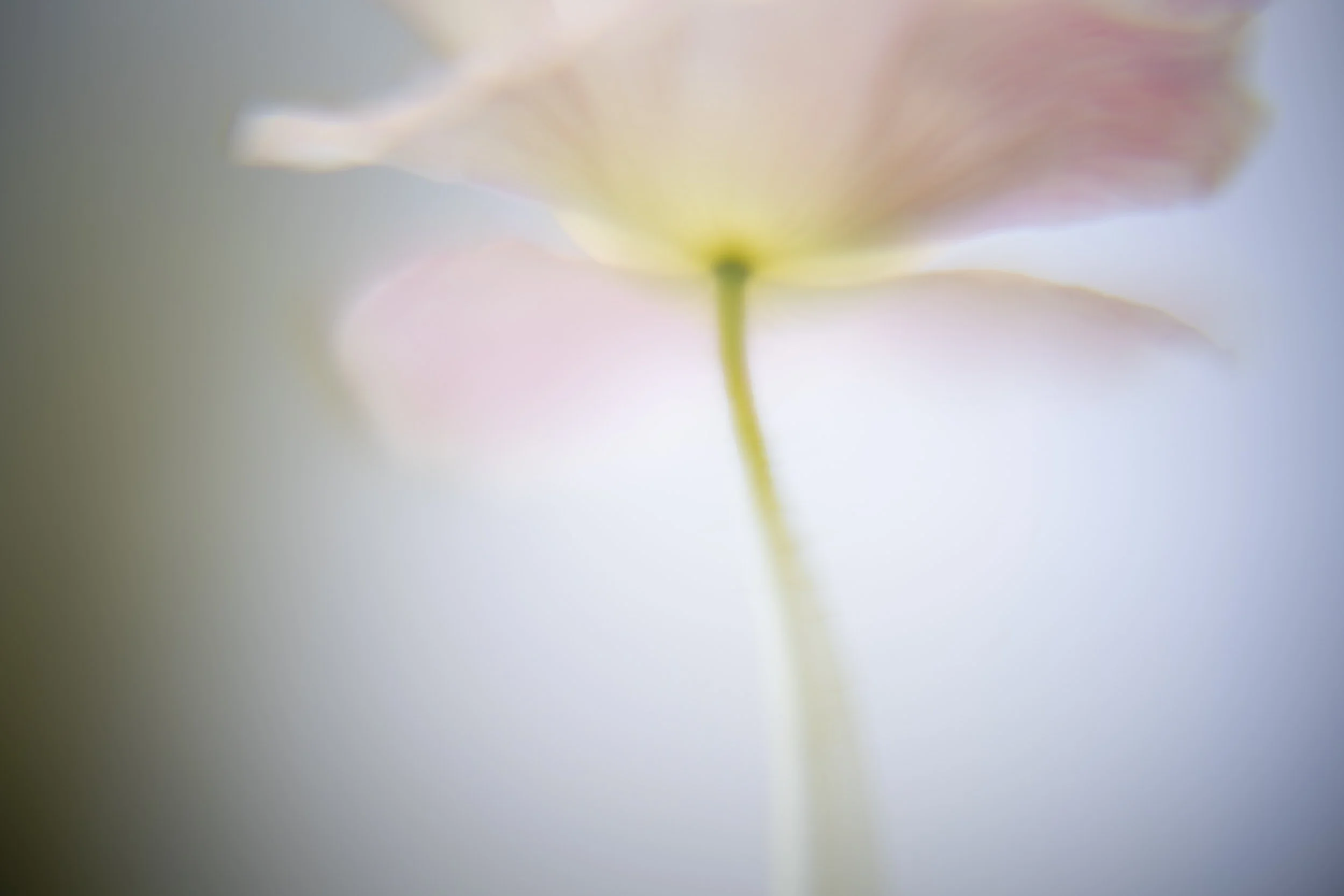 yardflowers_2026_15.jpg