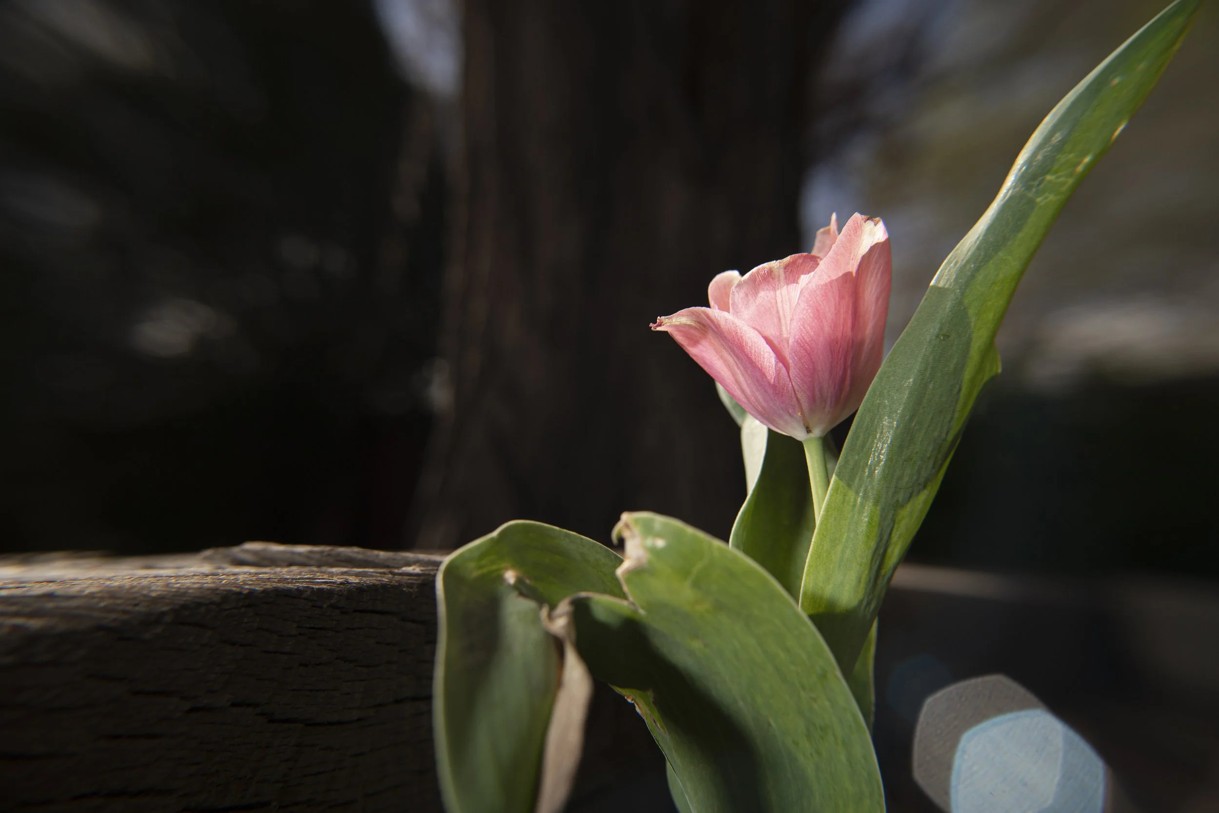 tulip XV