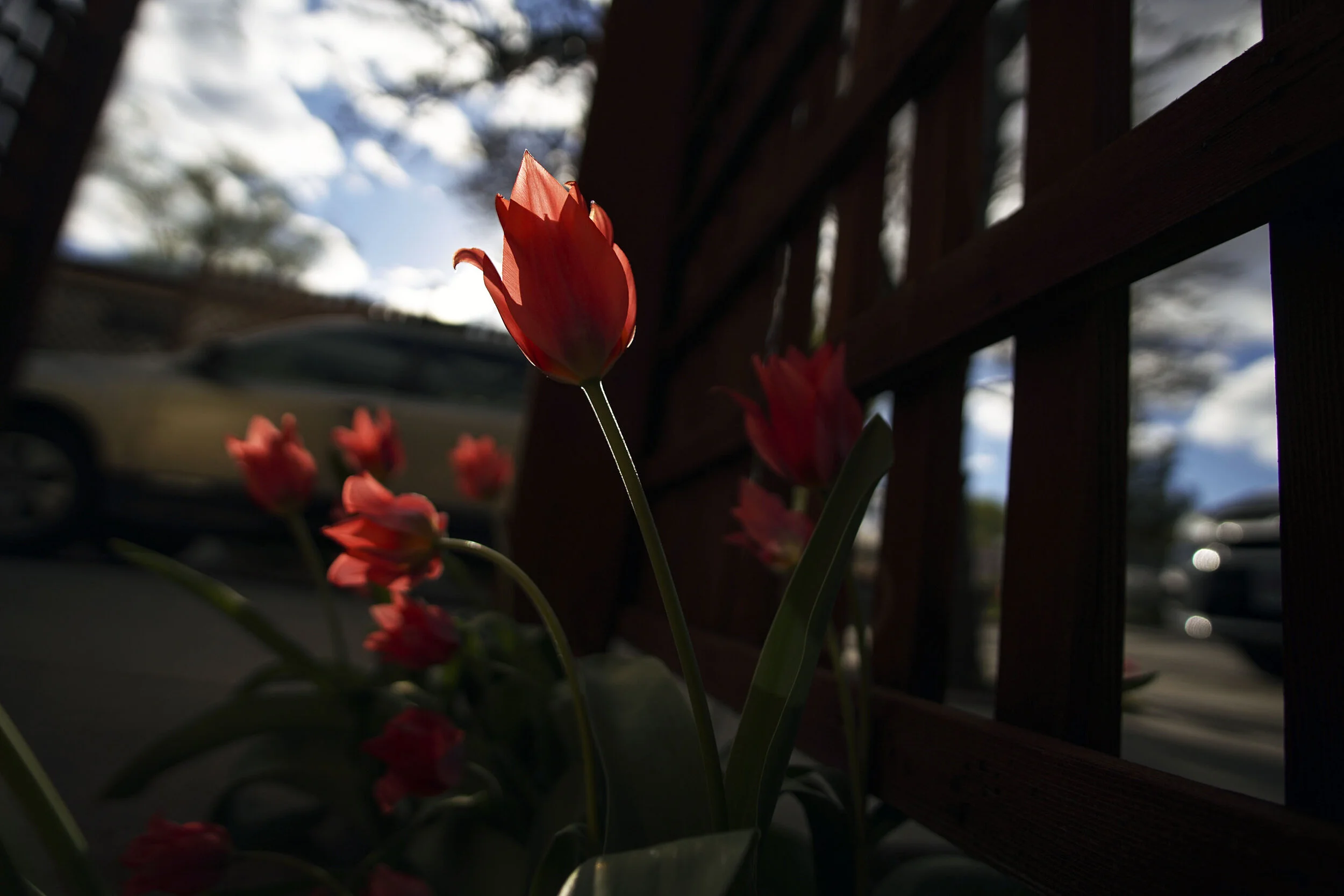 afternoon_tulip.jpg