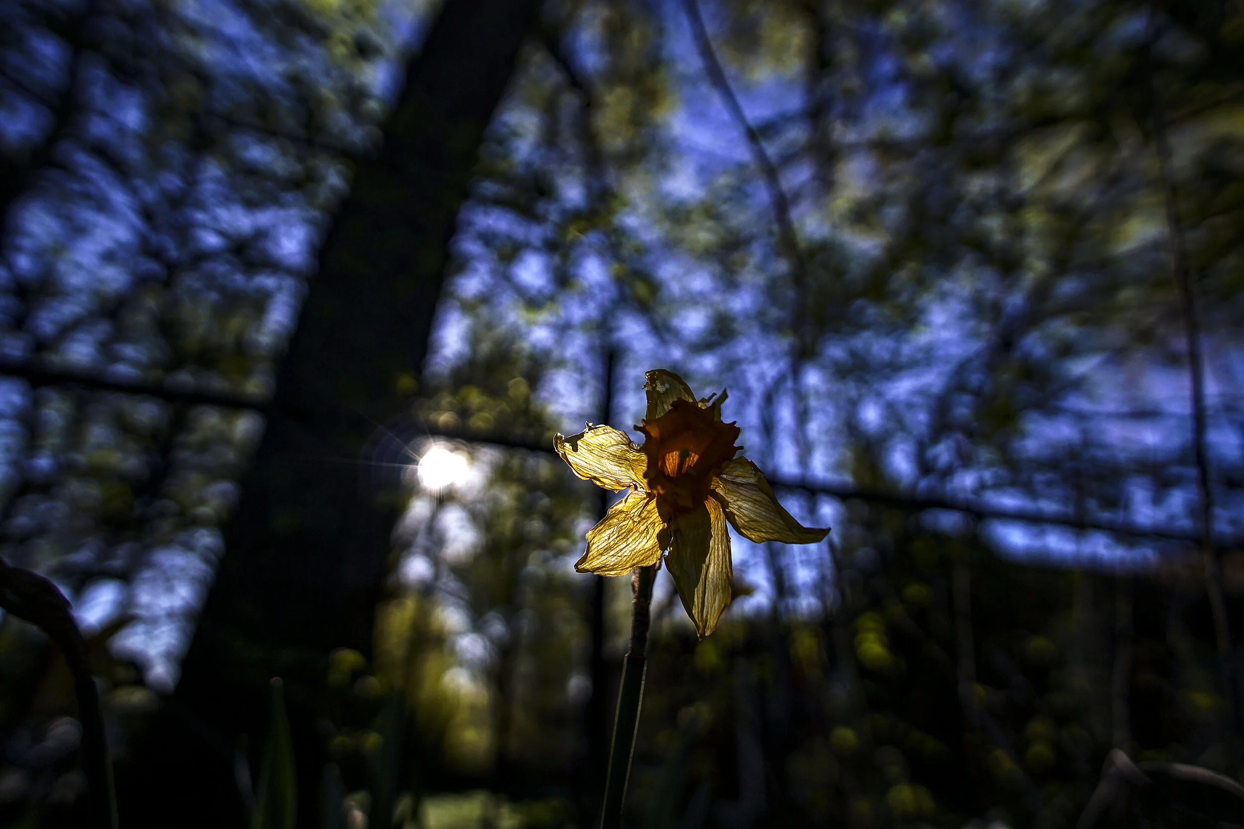 final_print_daffodil_morning.jpg