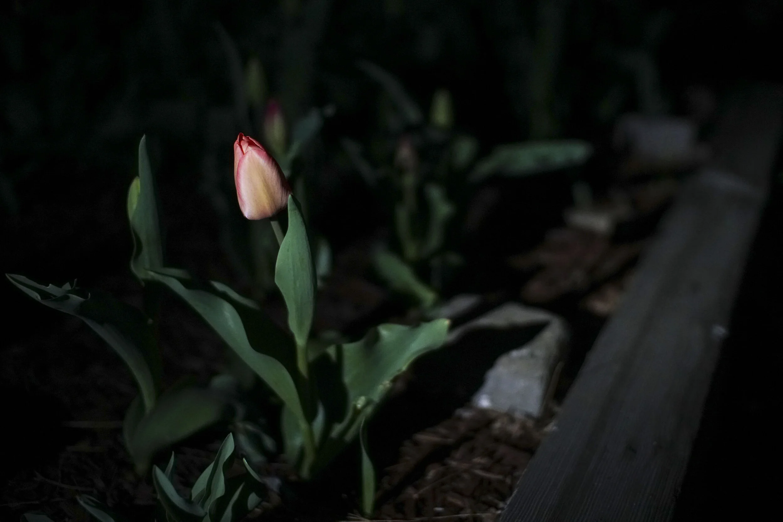 night_tulip.jpg
