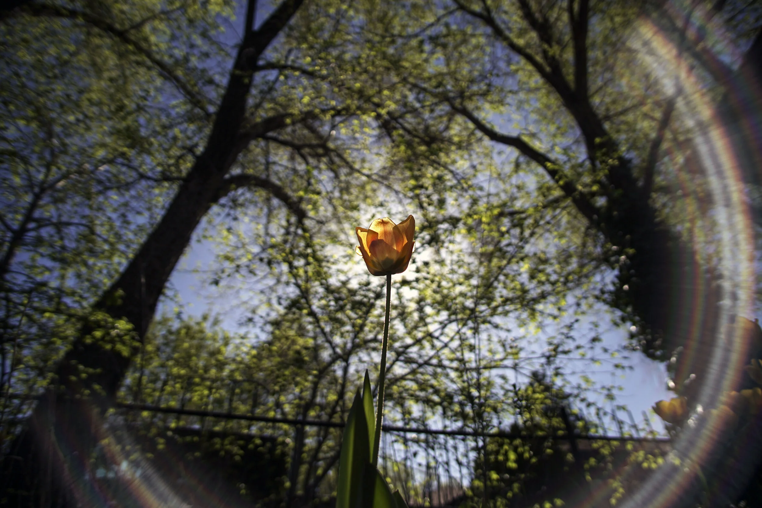 morning_tulip.jpg