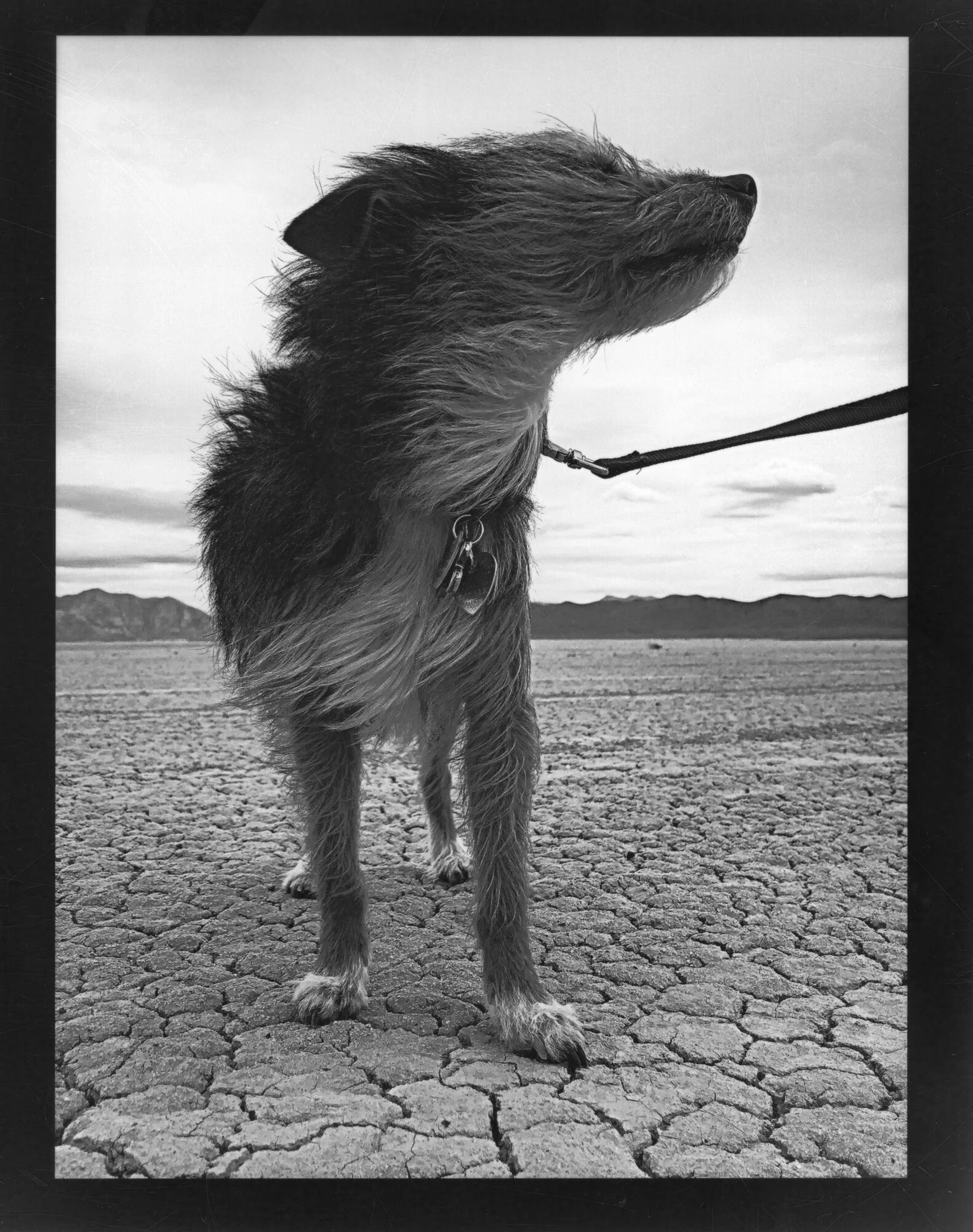 Wheeler, Mighty Dog of the Playa, 8x10", 2020