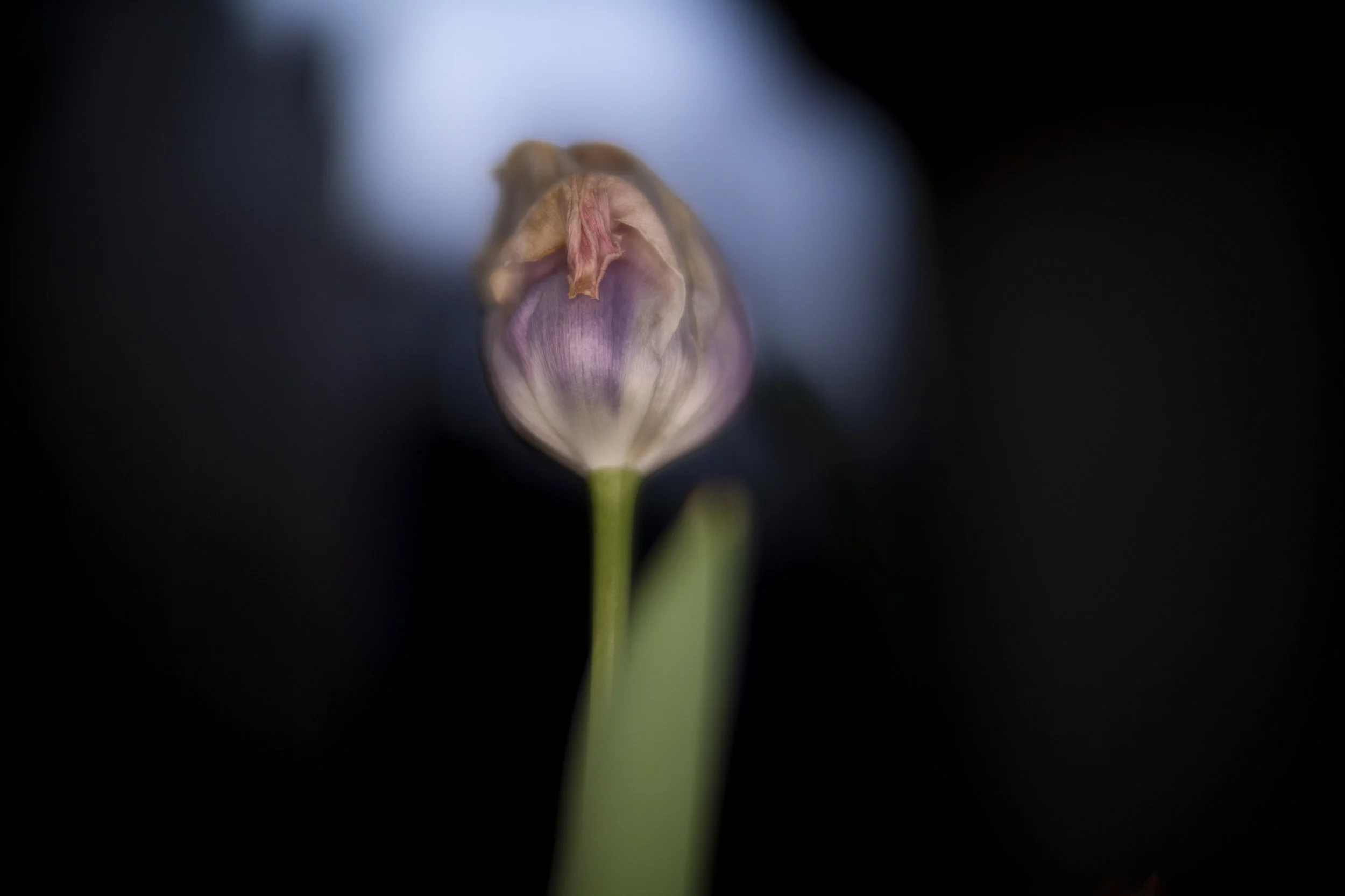 tulip XXII