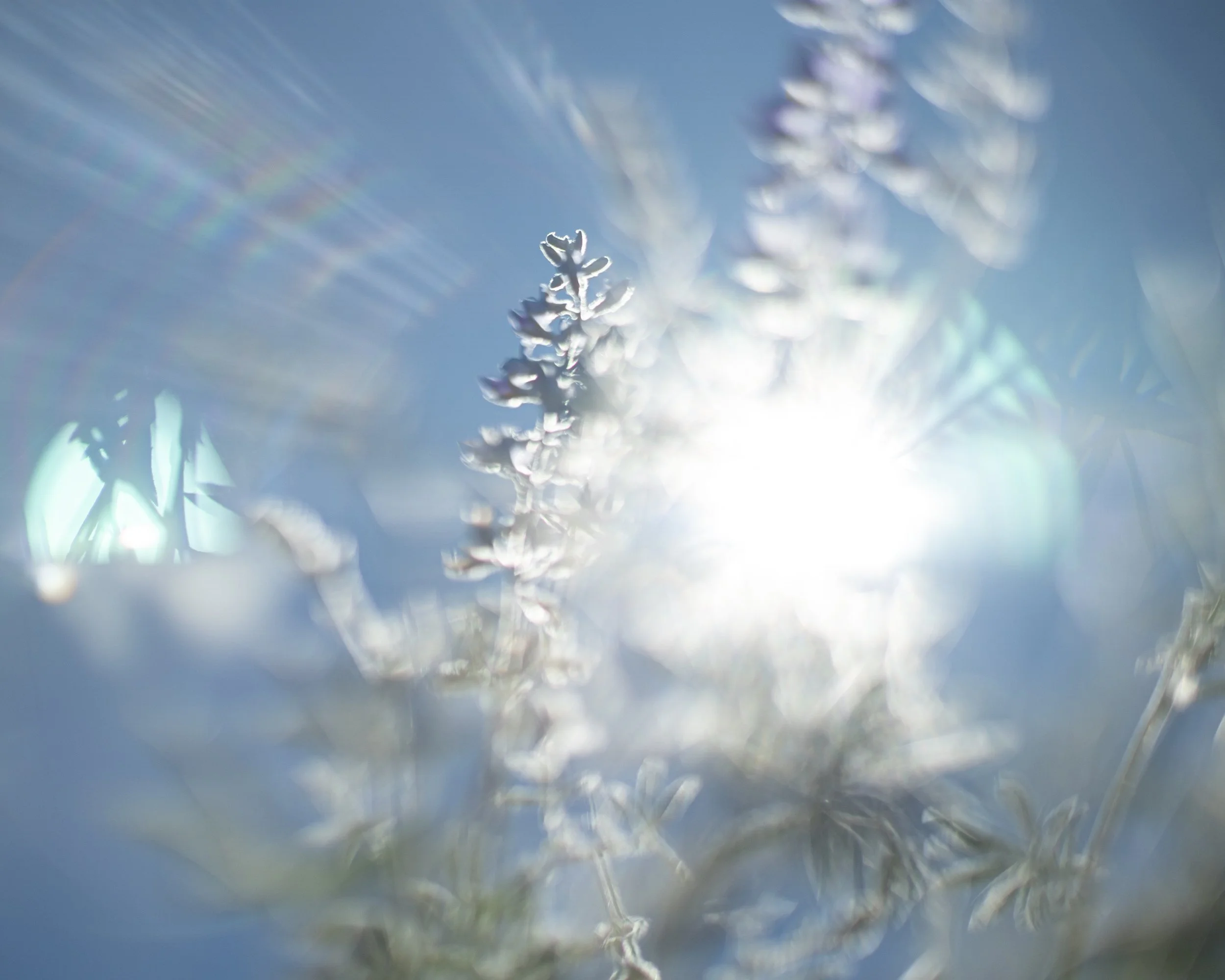 lupine, In the Sierra Nevada, 2021