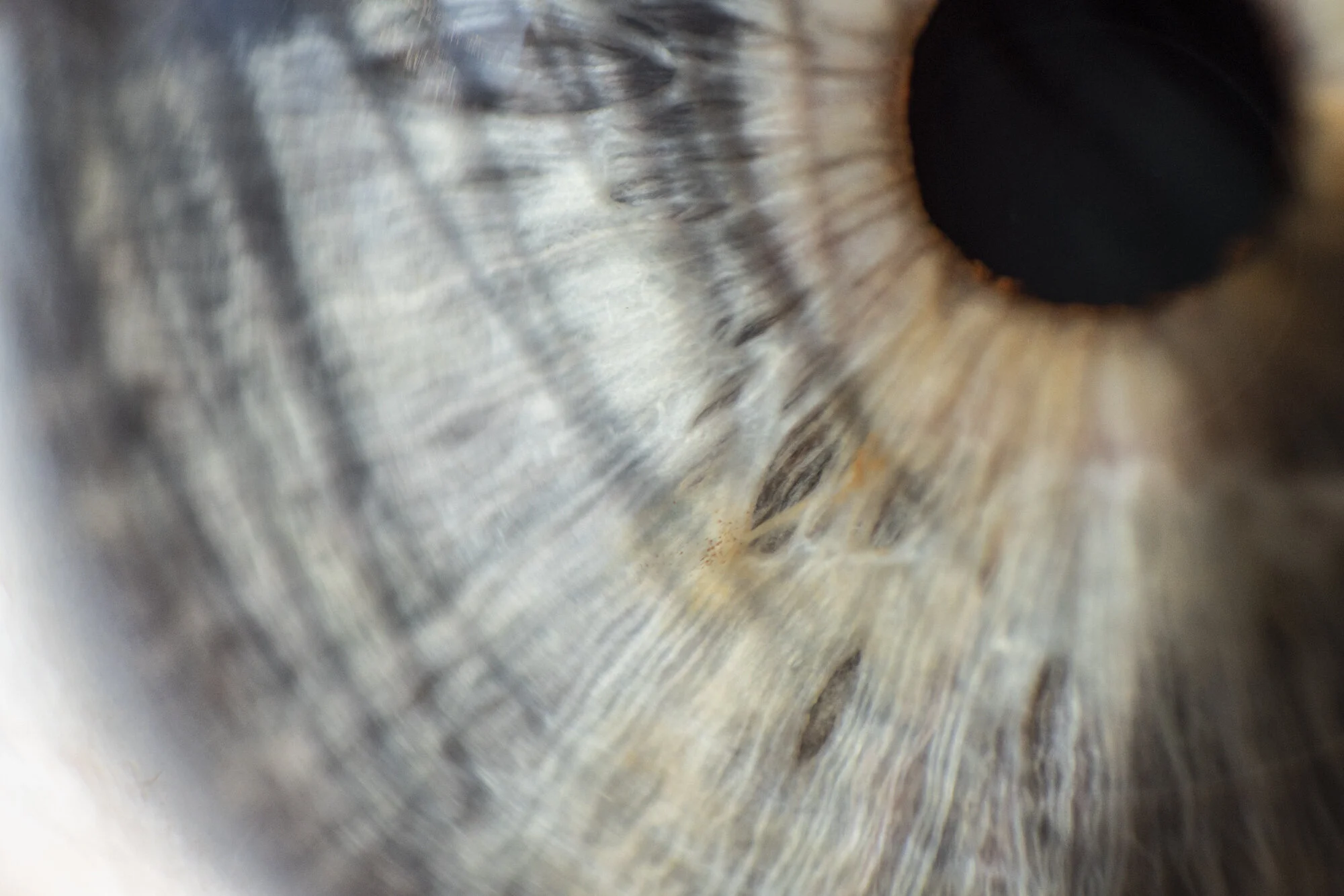 the eyes have it II