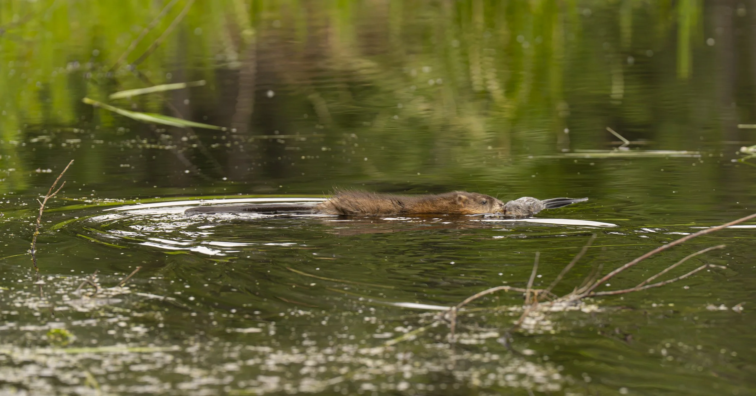 pond_animals_2026_28.jpg
