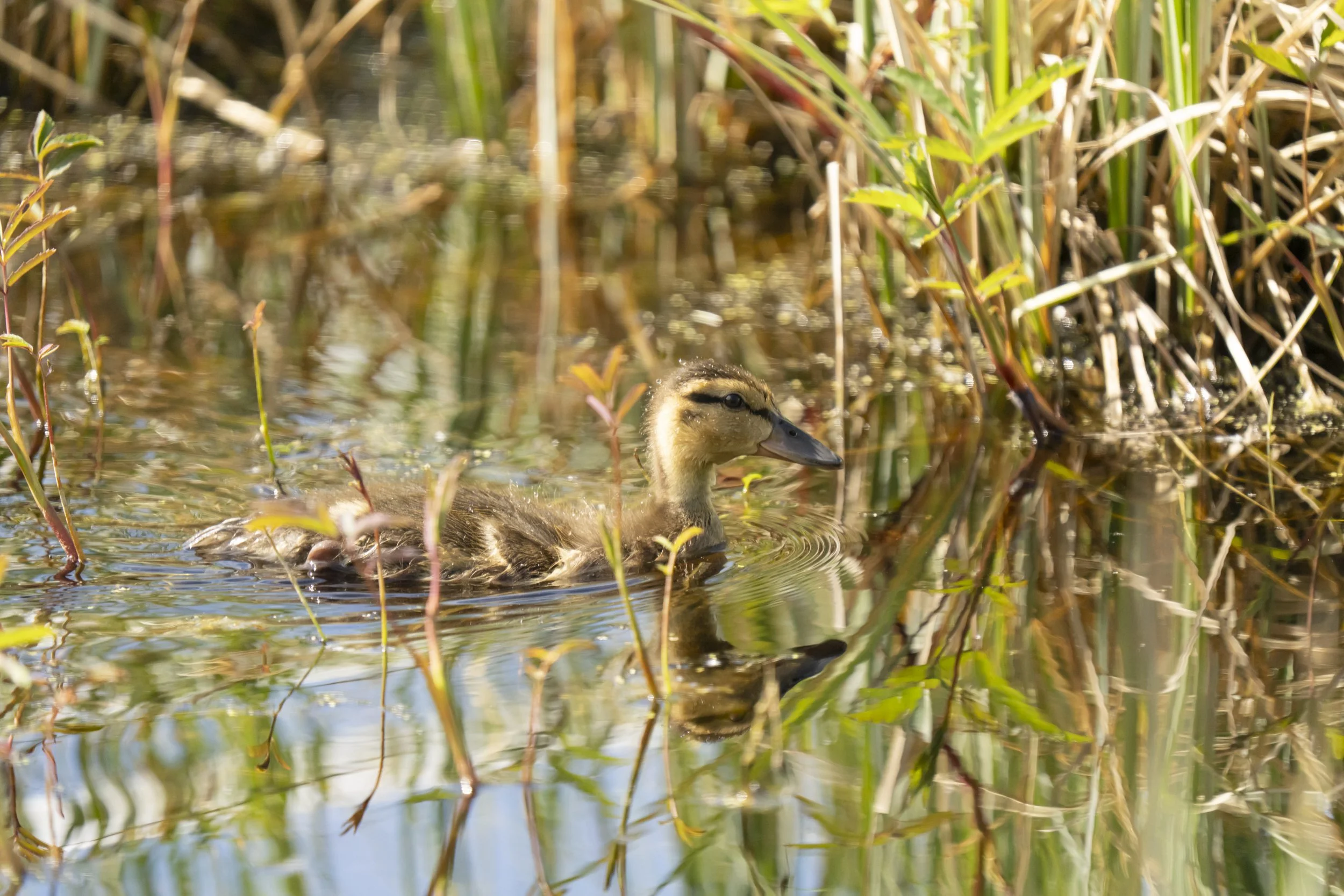 pond_animals_2026_25.jpg