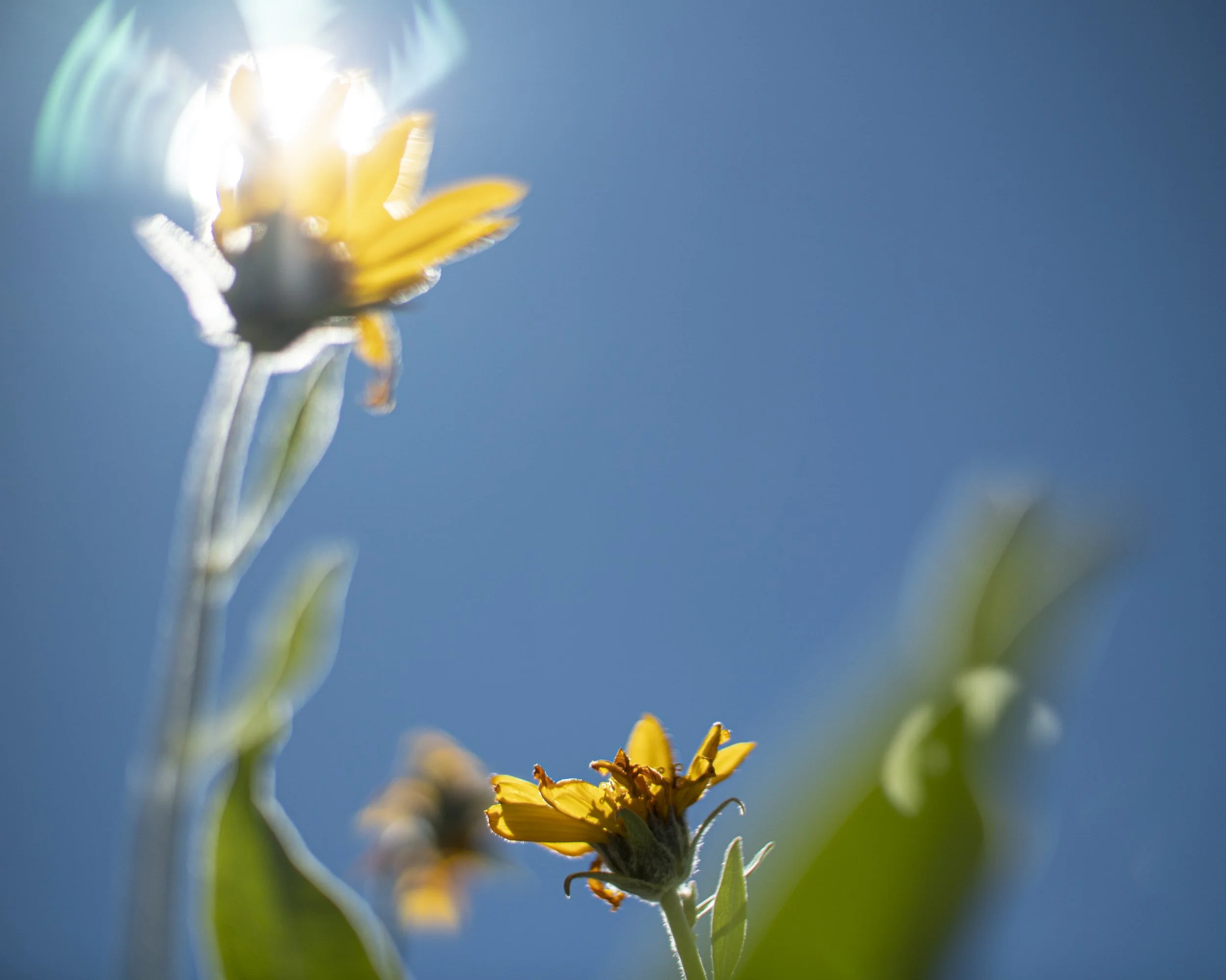 arrowleaf balsamroot II, In the Sierra Nevada, 2021