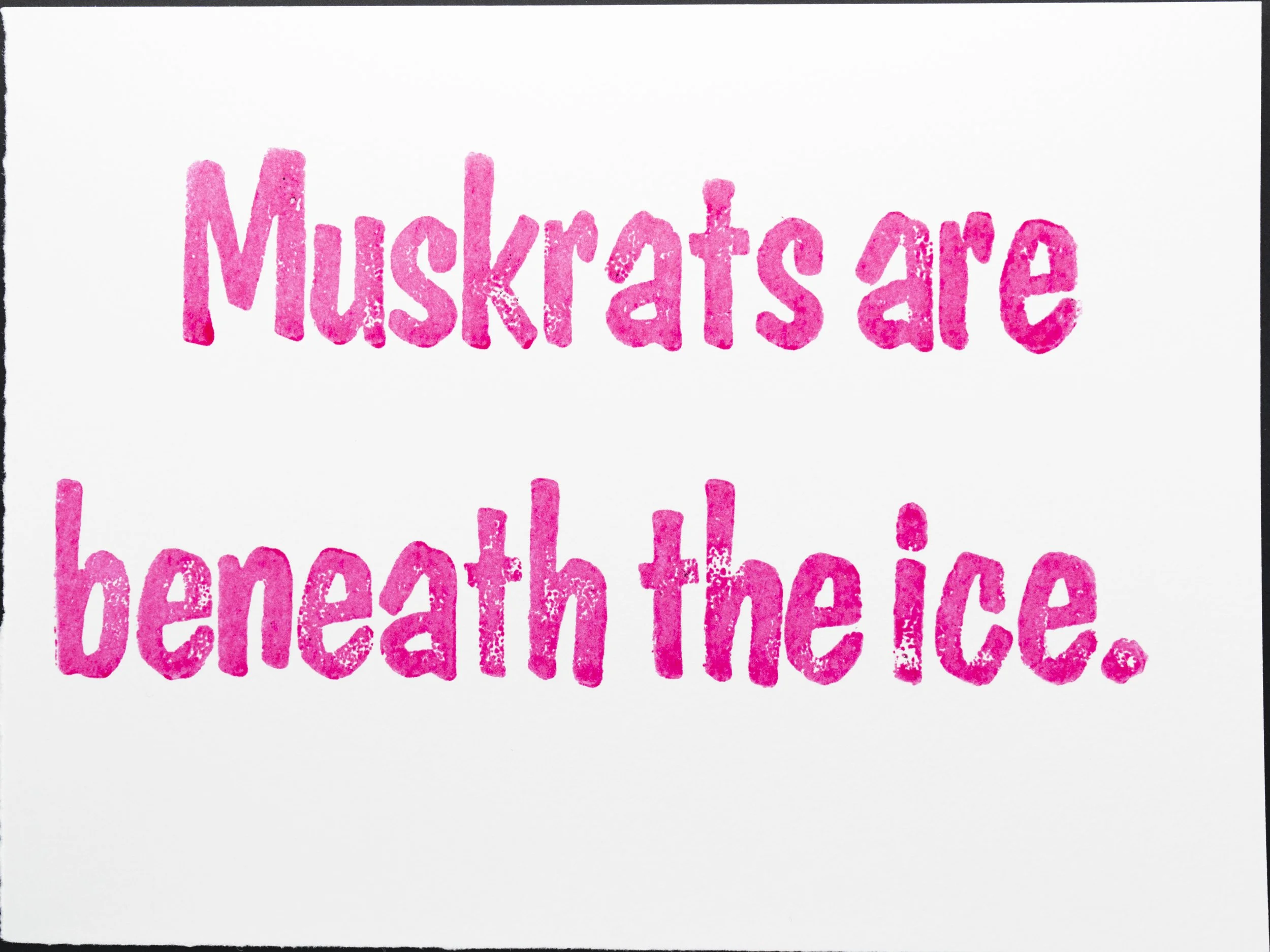 I keep hoping that one of the muskrats will pop up to say hello, but I know I shouldn't hold my breath and that I'm going to have to wait until spring to see them again. 11/06/2025