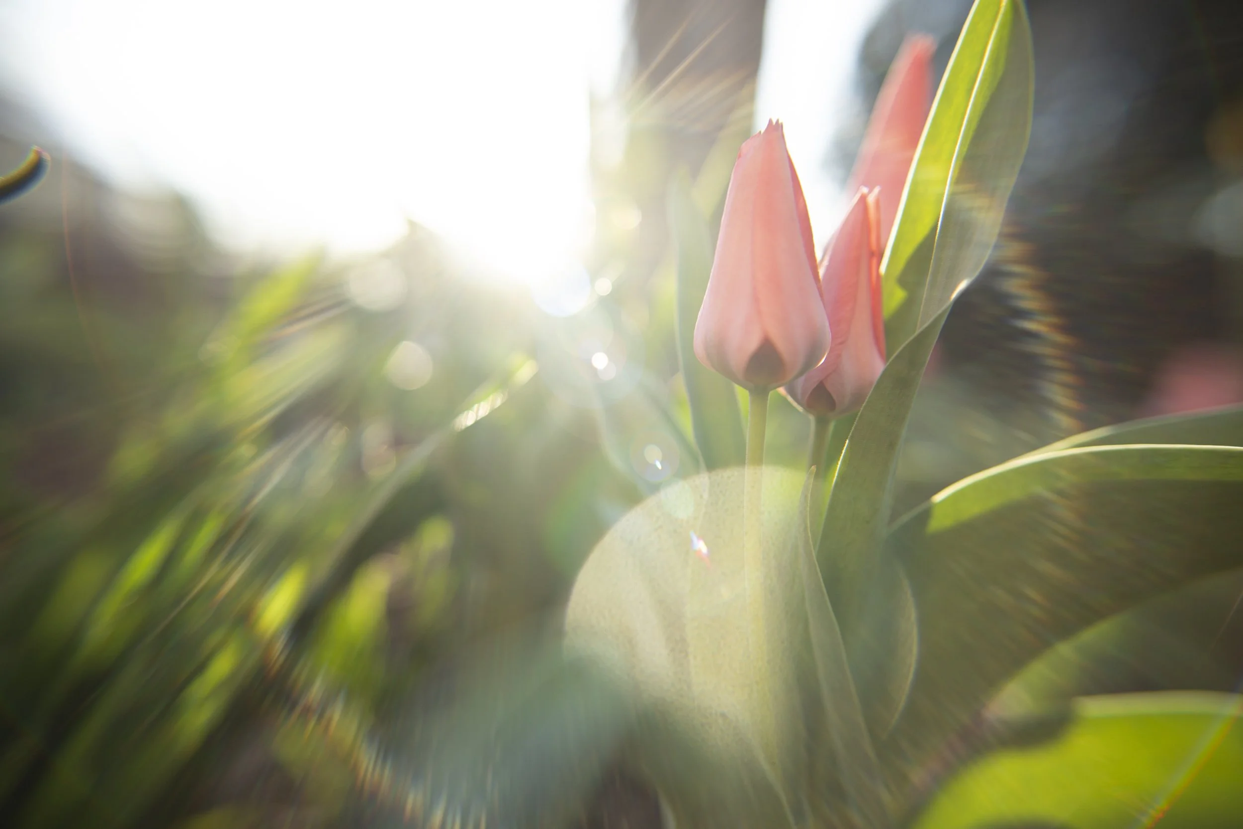 tulip I
