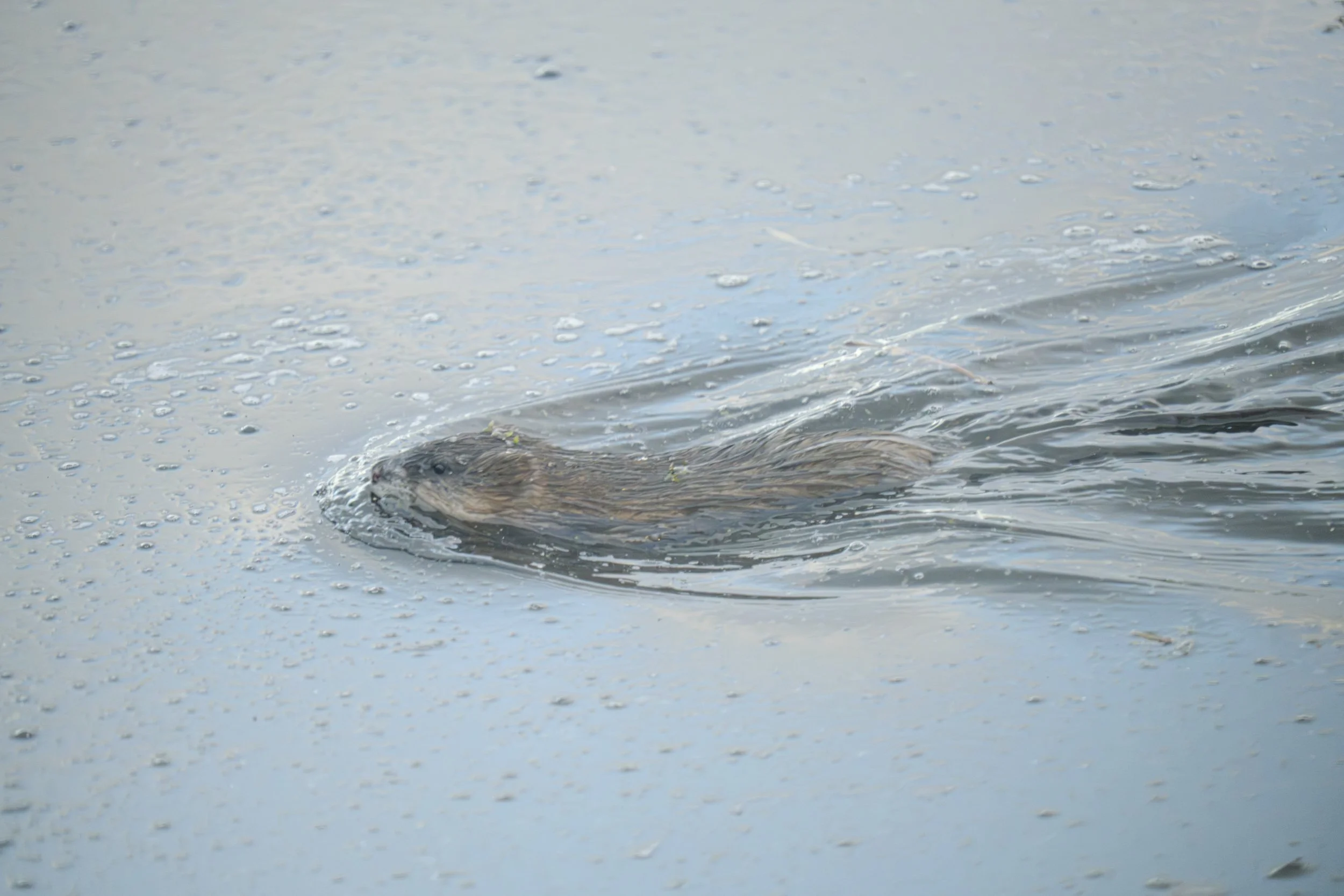 pond_animals_2026_3.jpg