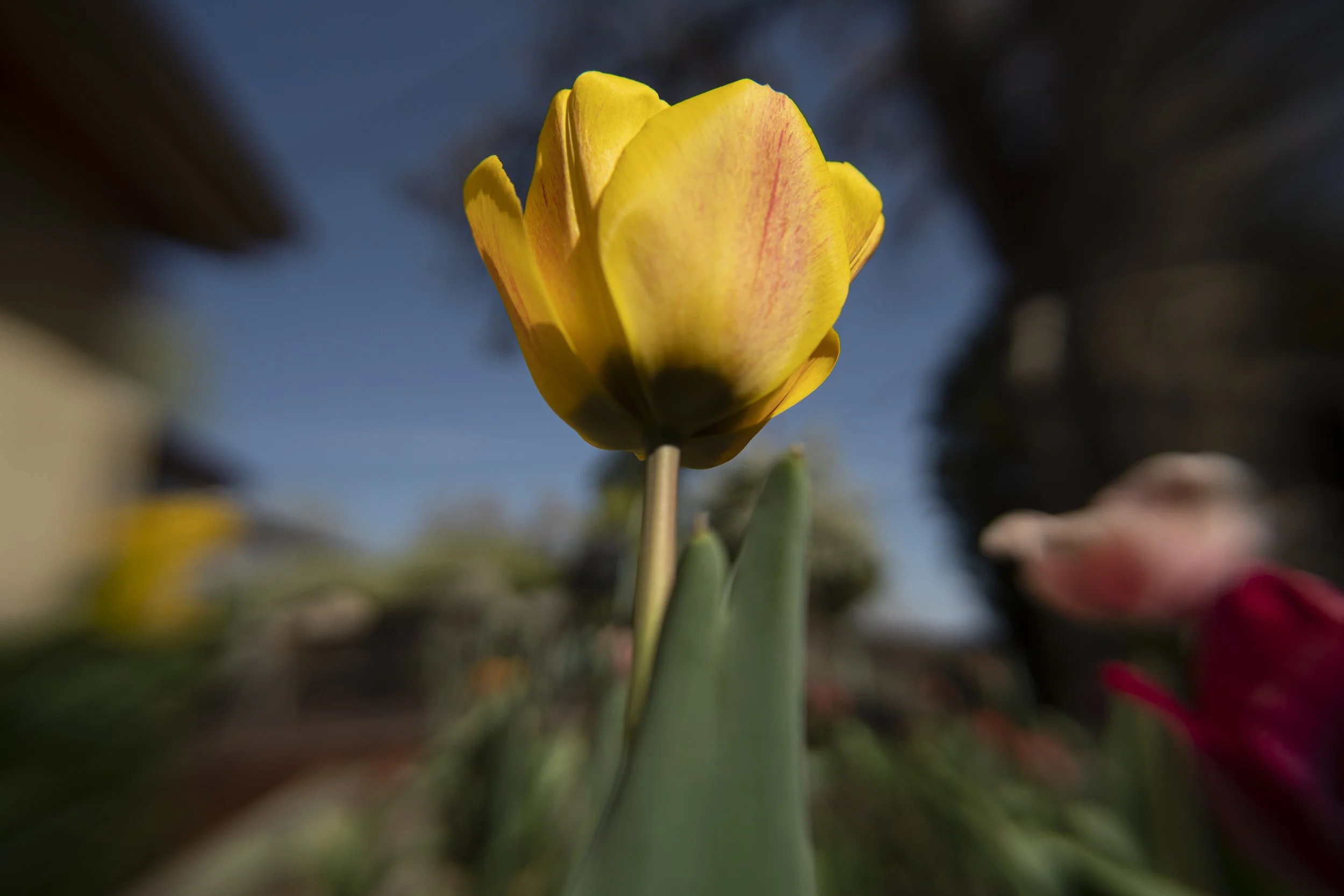 tulip VII
