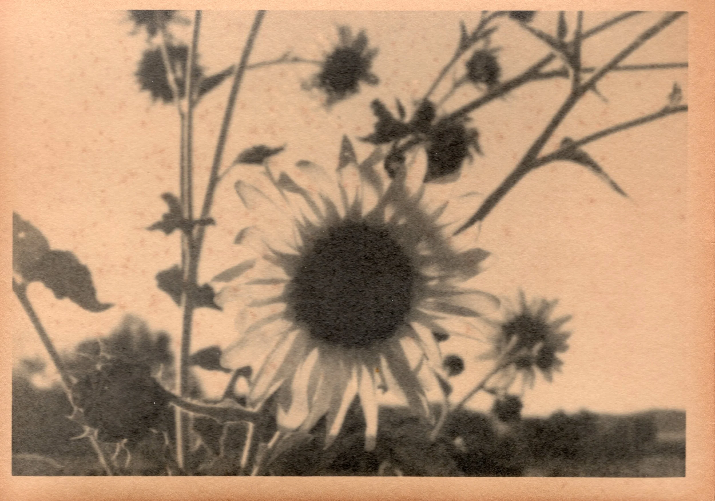 Sunflower III, toned silver gelatin print, 2022