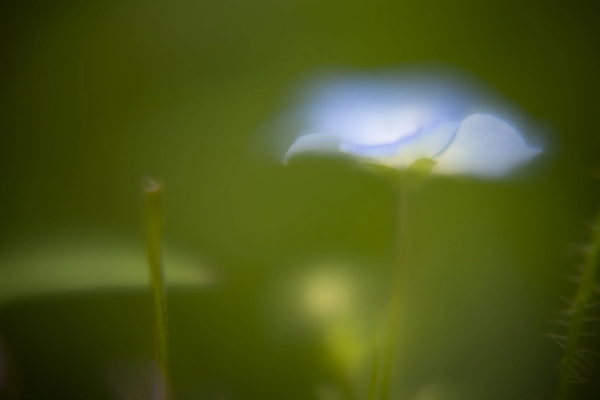 yardflowers_2026_17.jpg