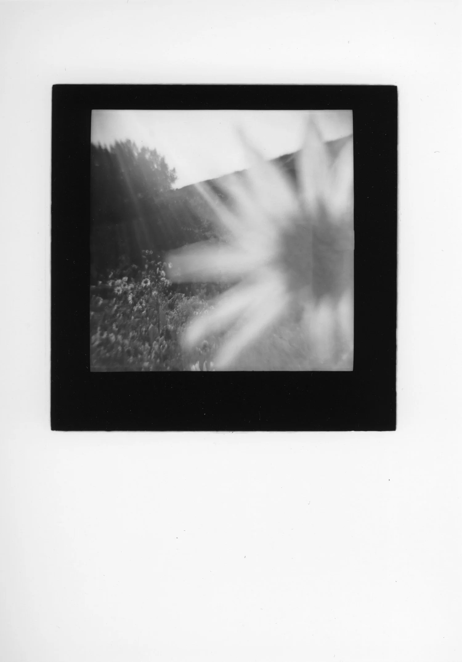 Sunflower VI, silver gelatin print, 2019