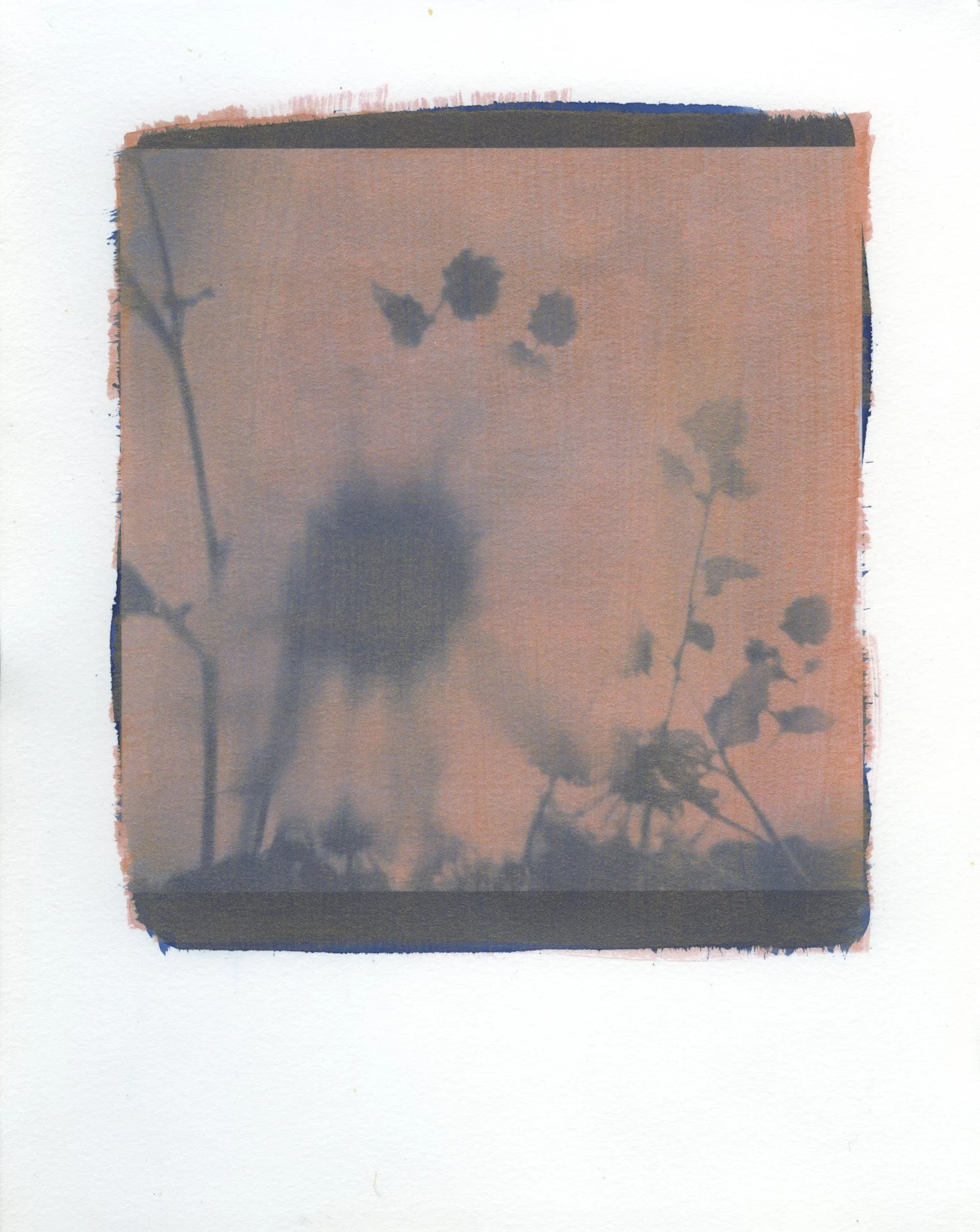 Sunflower VIII, cyanotype, 2020