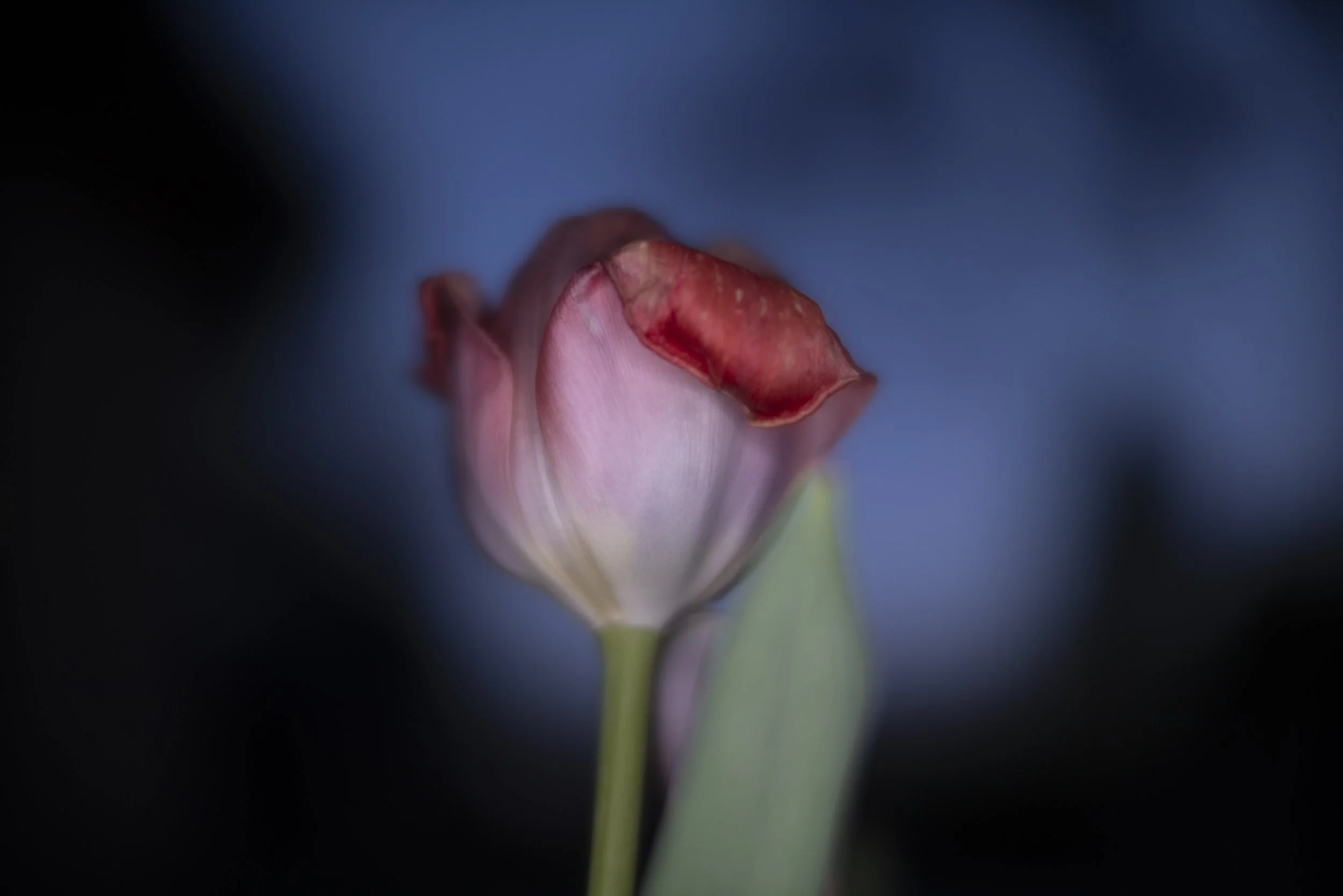 tulip XVII