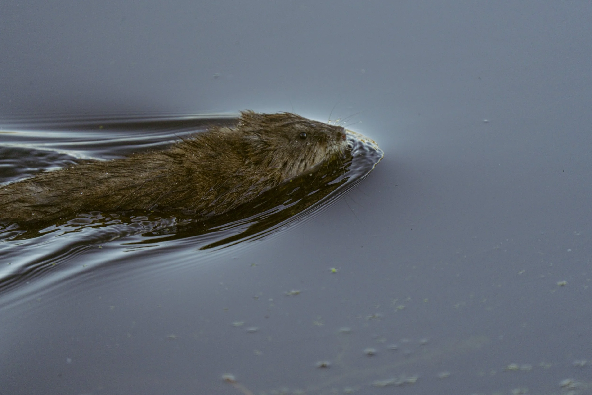 pond_animals_2026_8.jpg