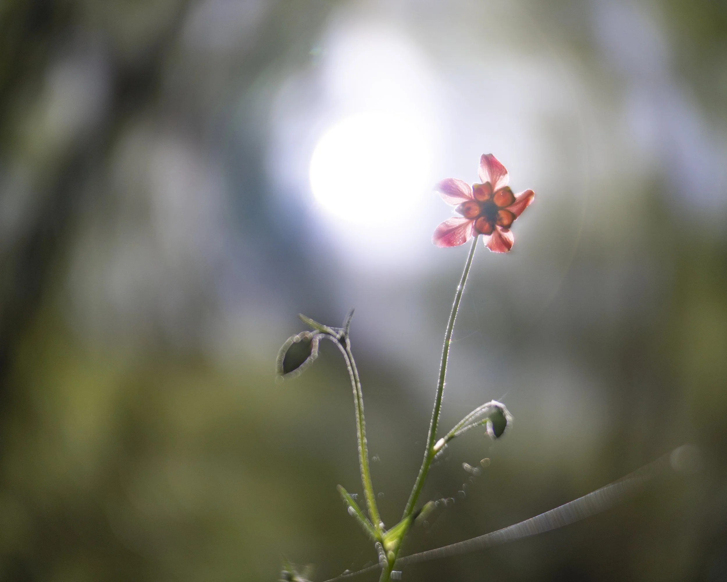 columbine I, In the Toquima Range, 2022