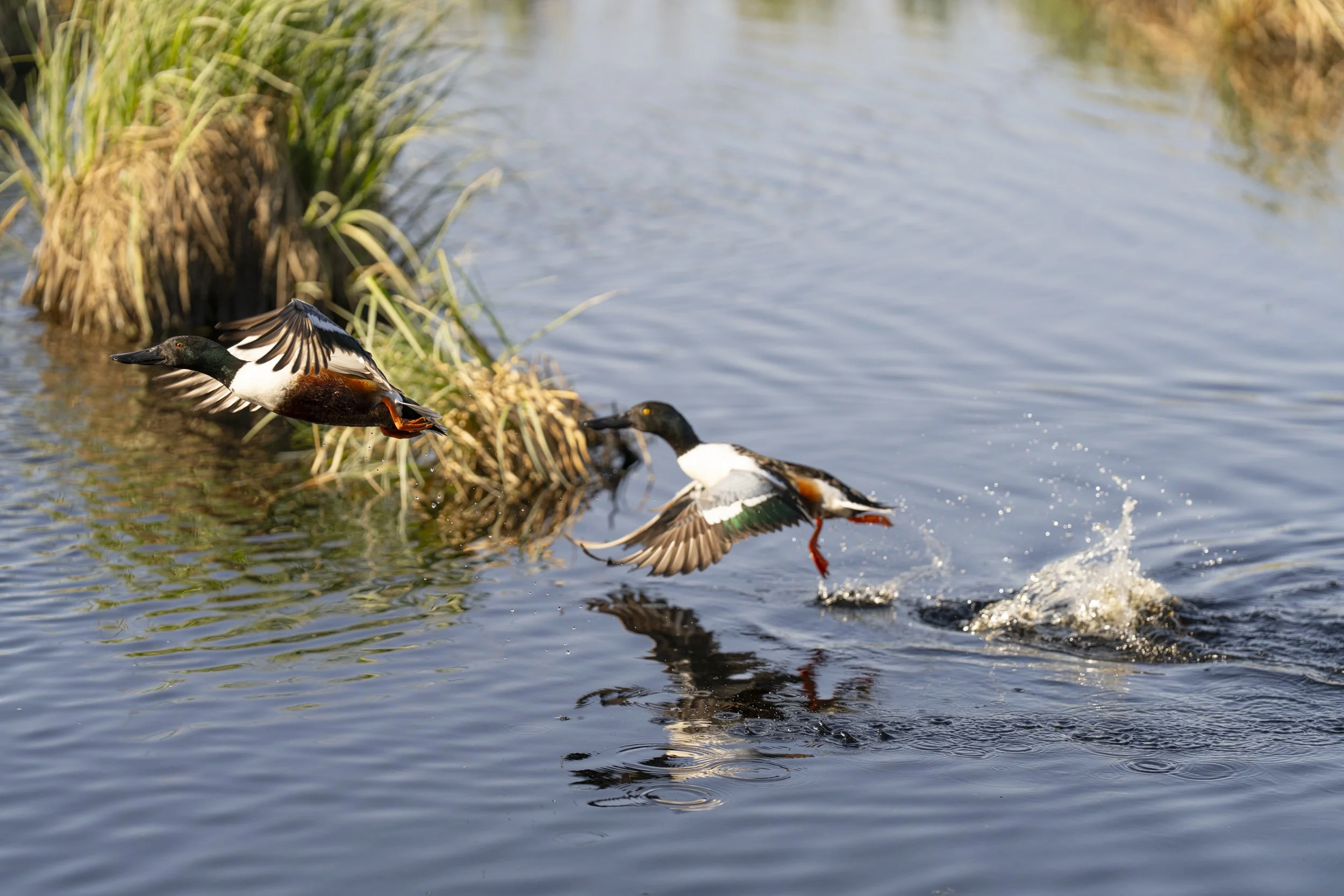 pond_animals_2026_21.jpg