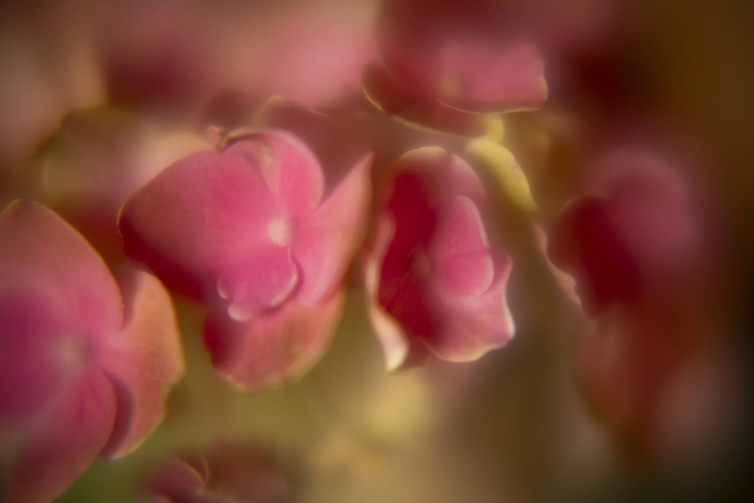 yardflowers_2026_11.jpg