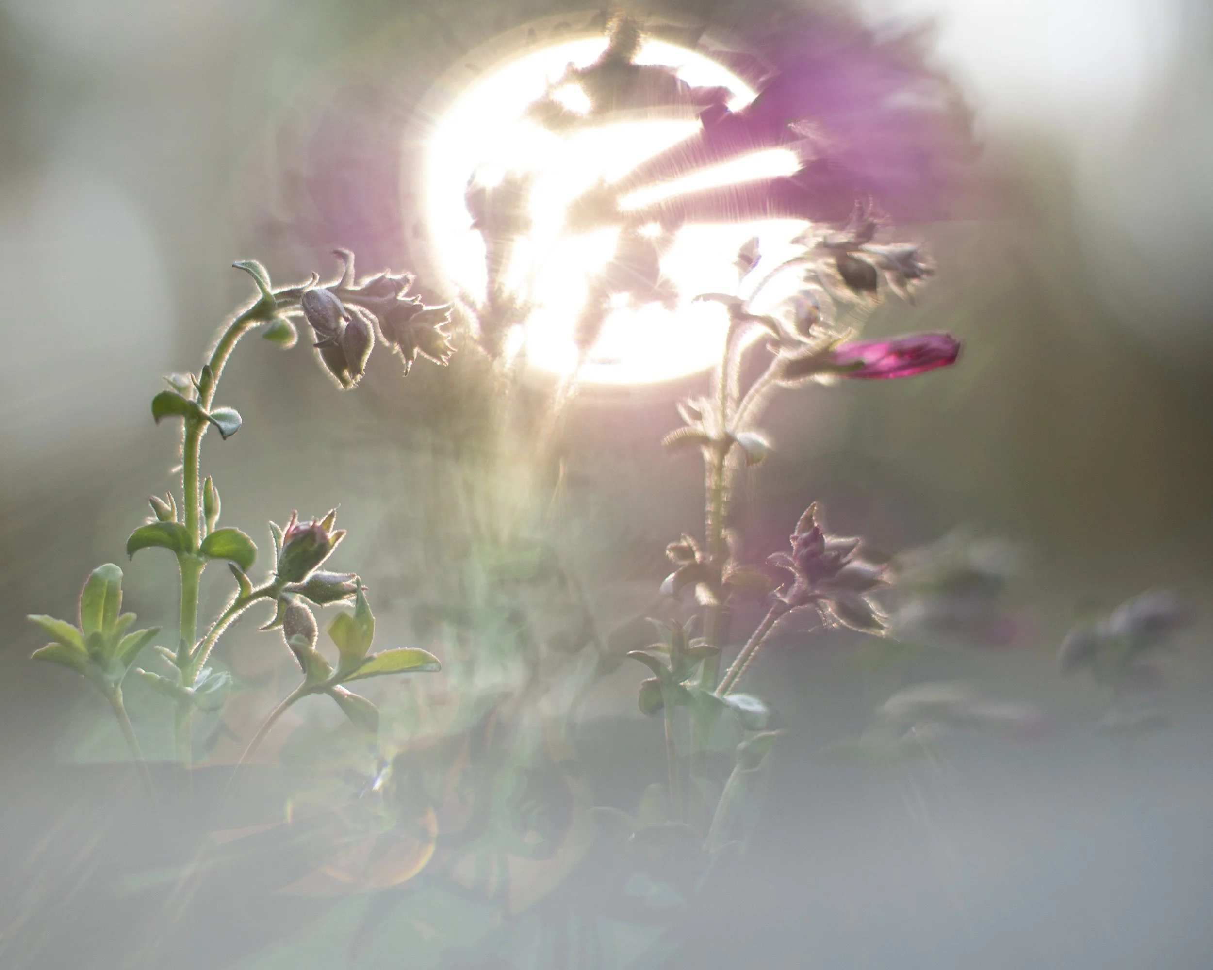 penstemon, In the Sierra Nevada, 2021