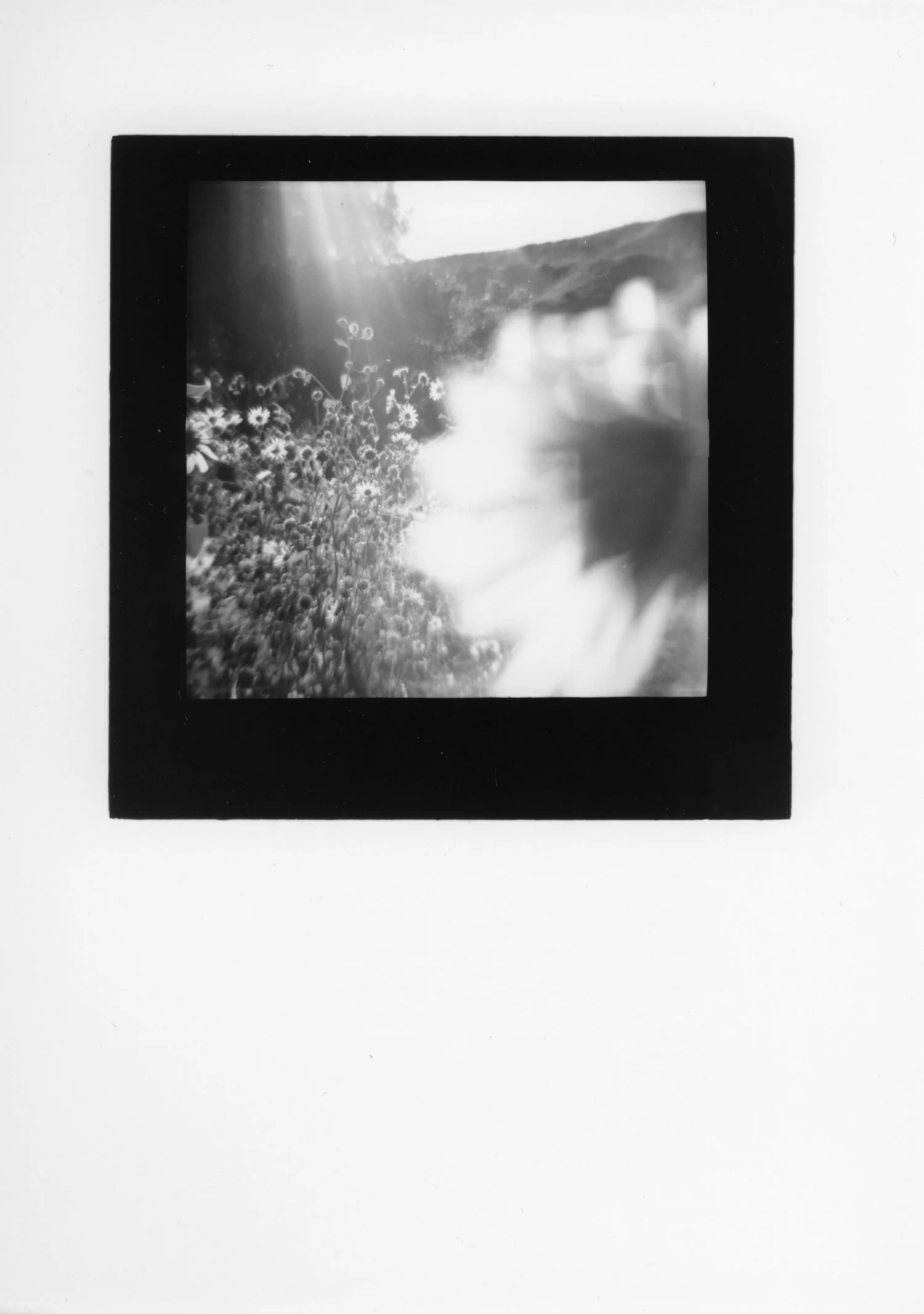 Sunflower III, silver gelatin print, 2019