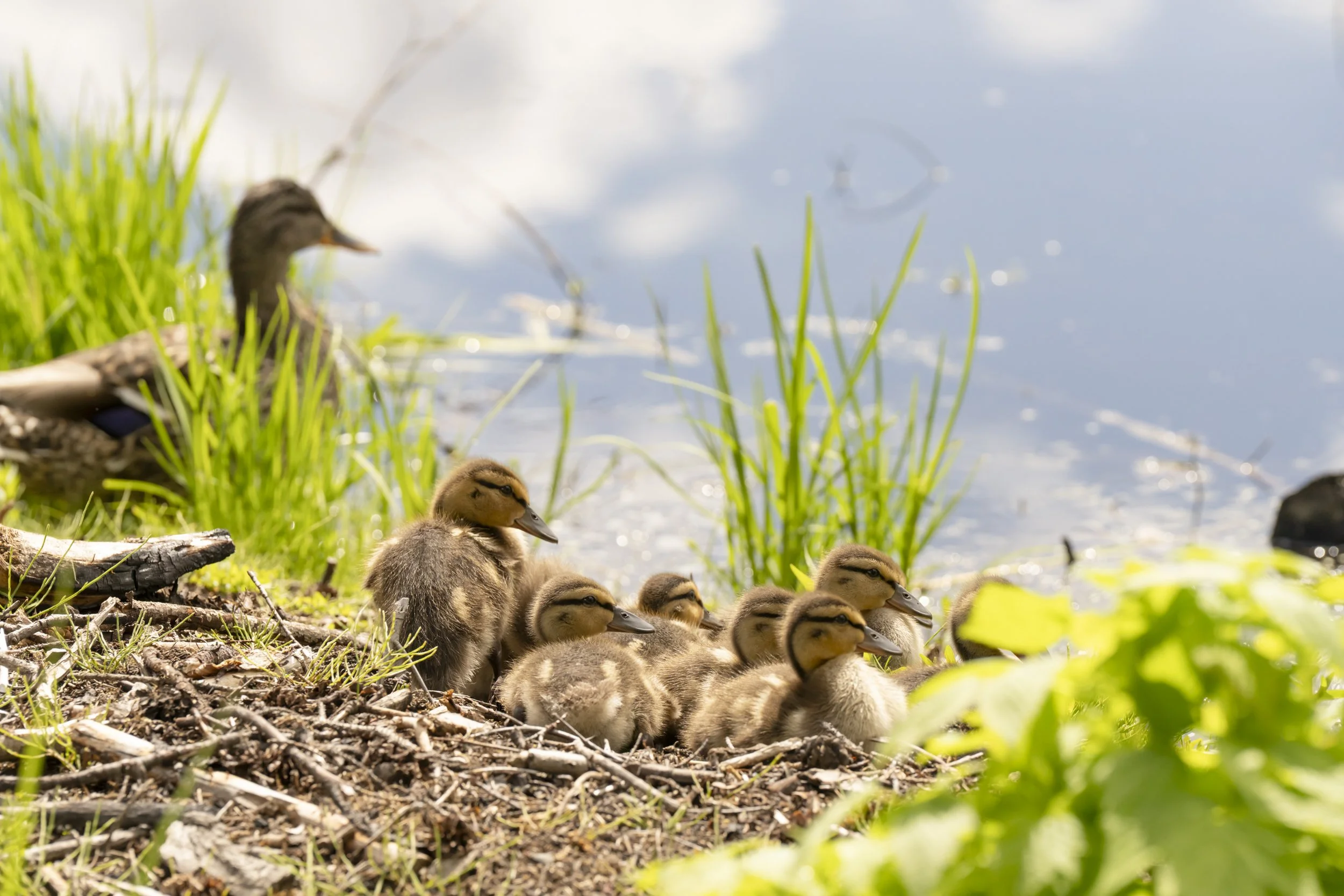 pond_animals_2026_23.jpg
