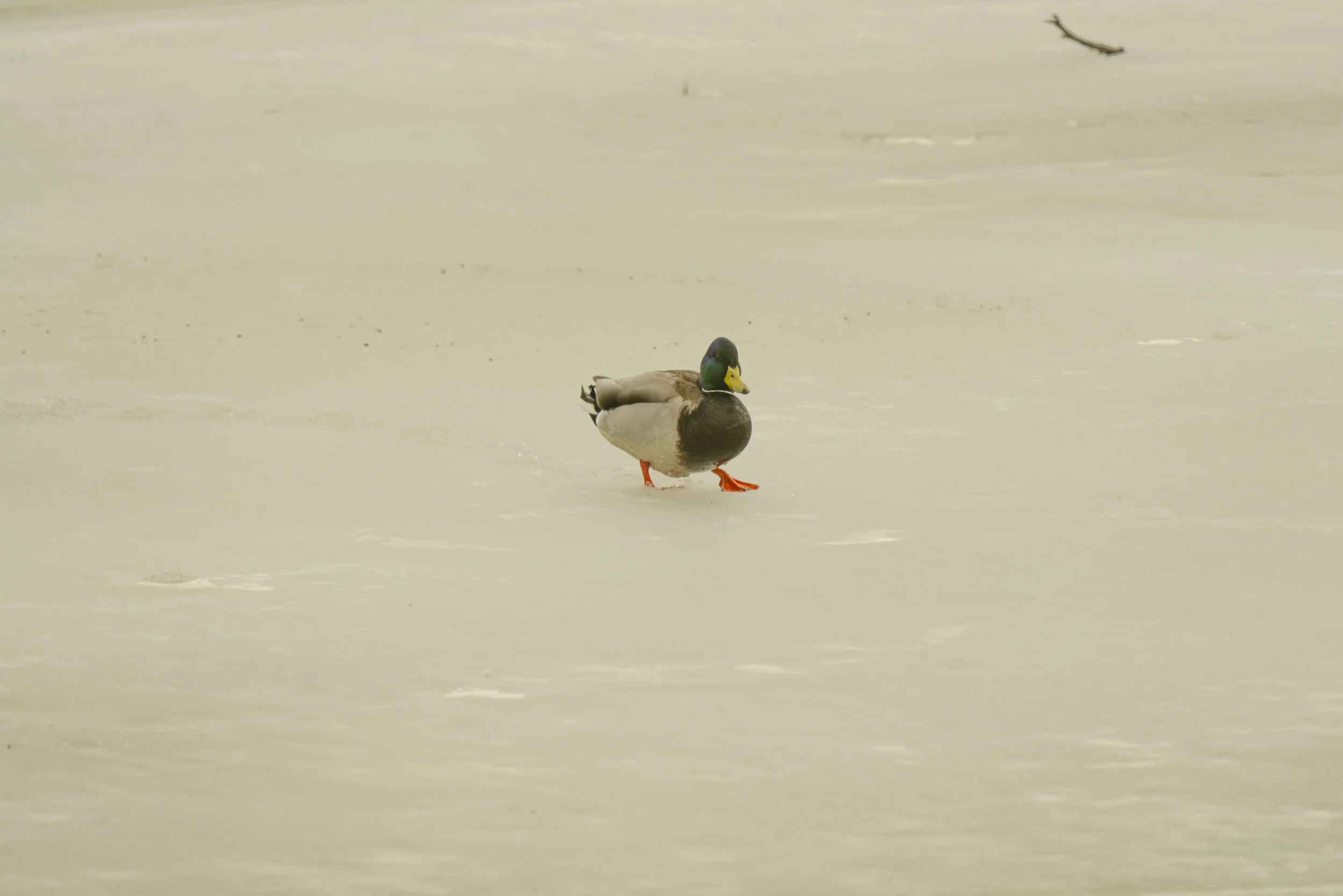 pond_animals_2026_1.jpg