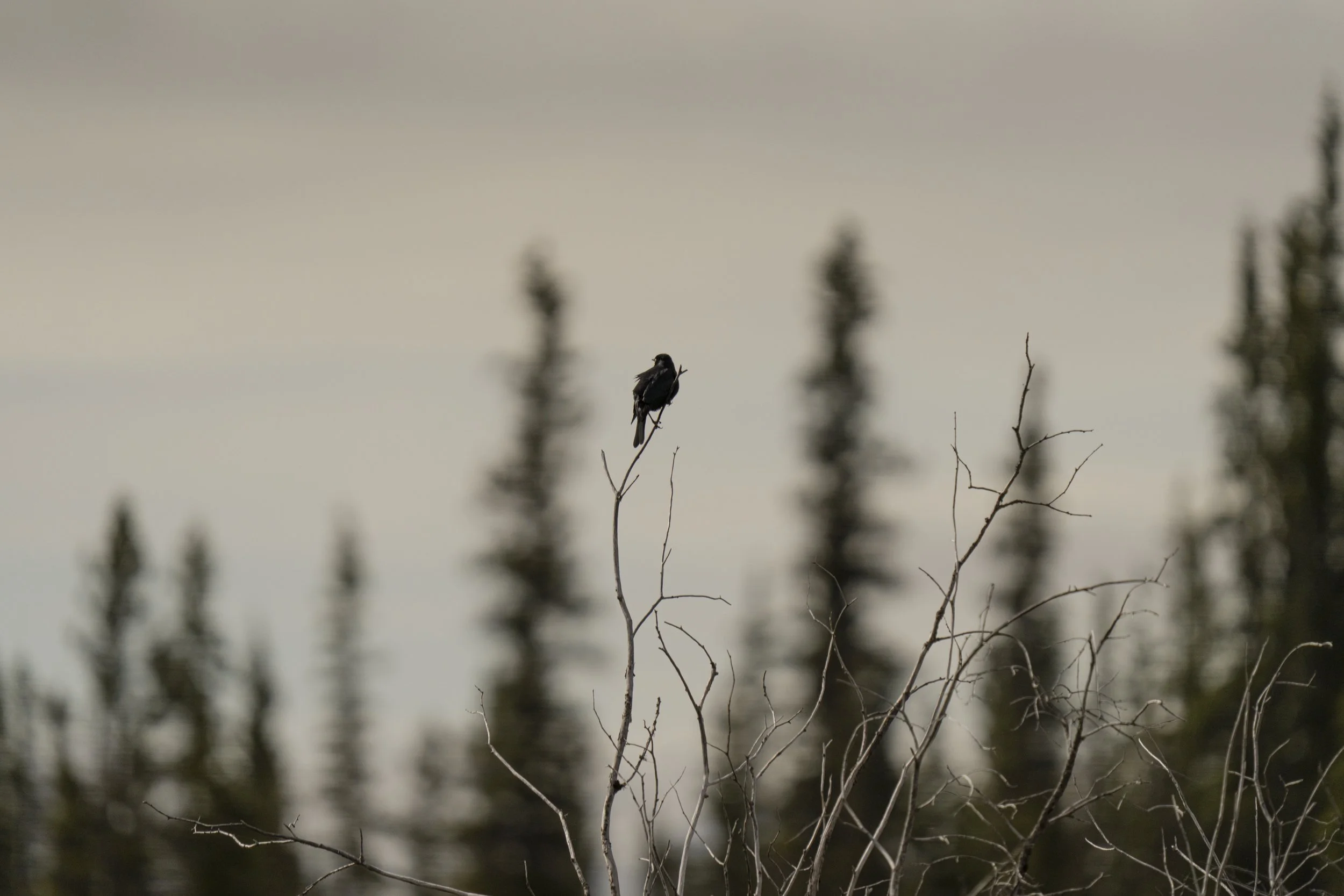 pond_animals_2026_7.jpg