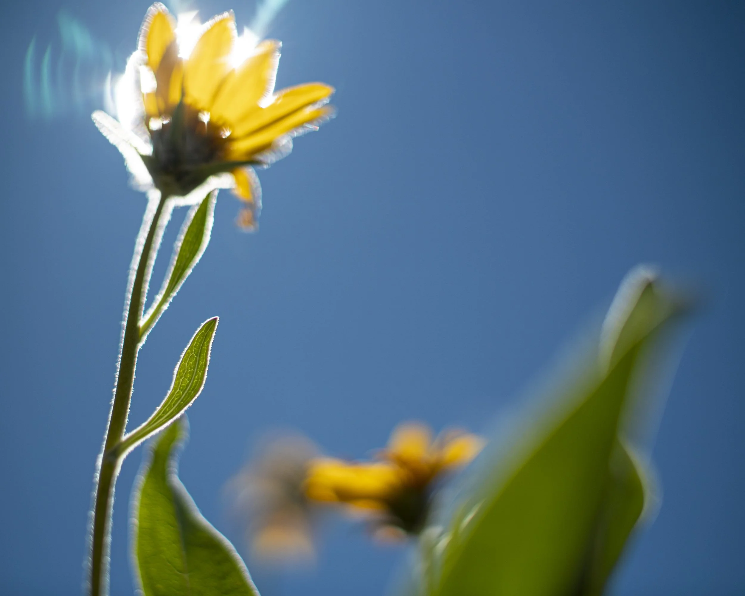 arrowleaf balsamroot I, In the Sierra Nevada, 2021
