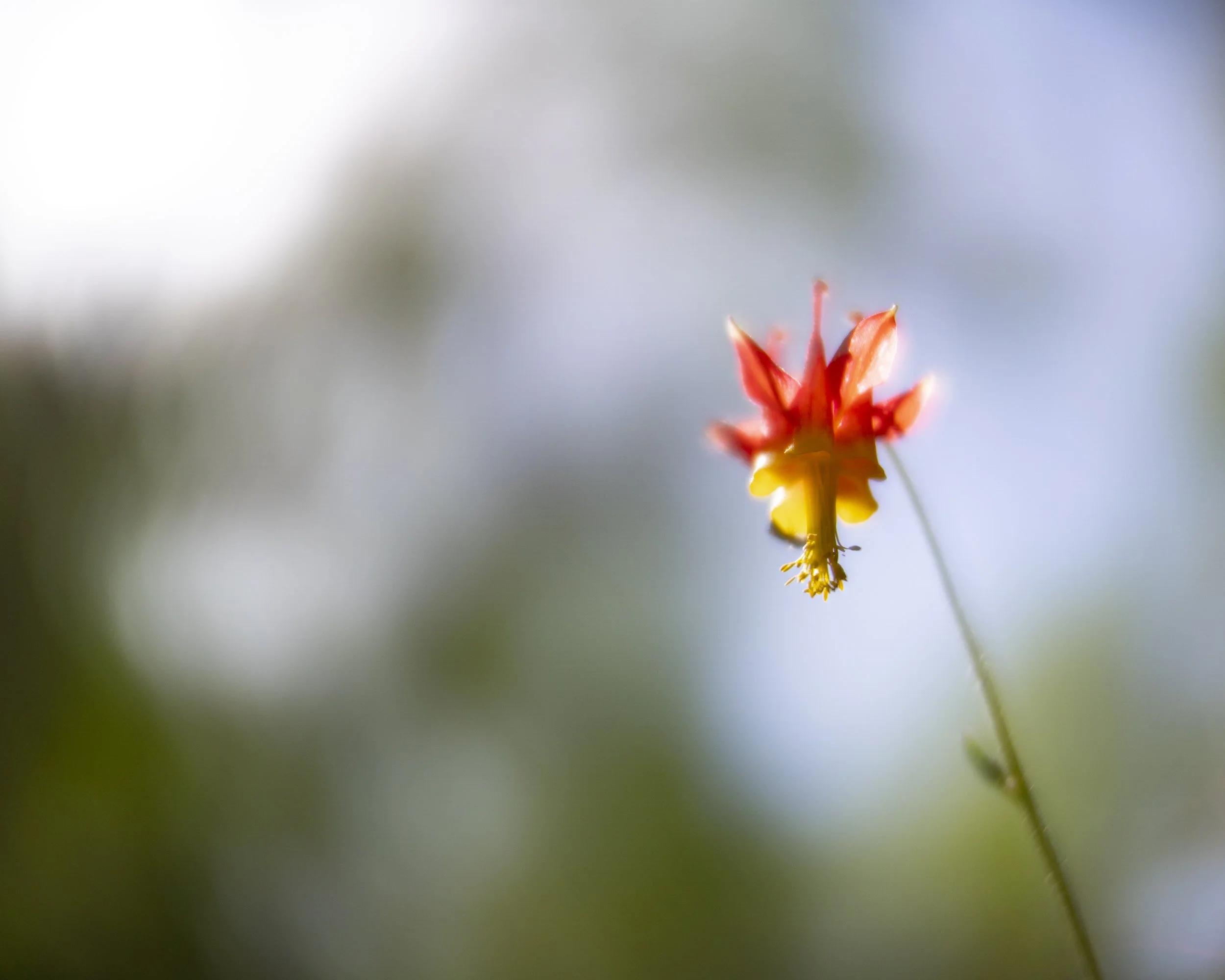 columbine II, In the Toquima Range, 2022