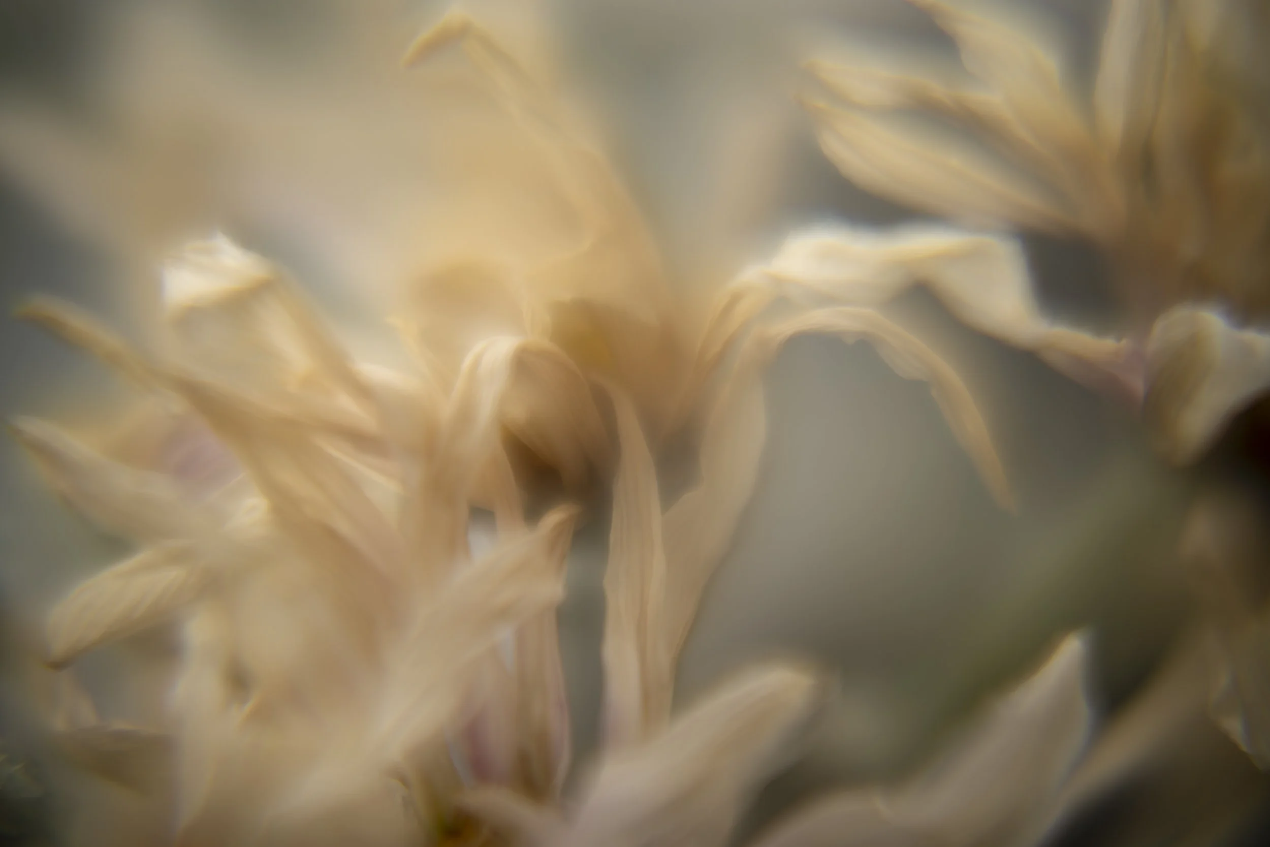 yardflowers_2026_13.jpg