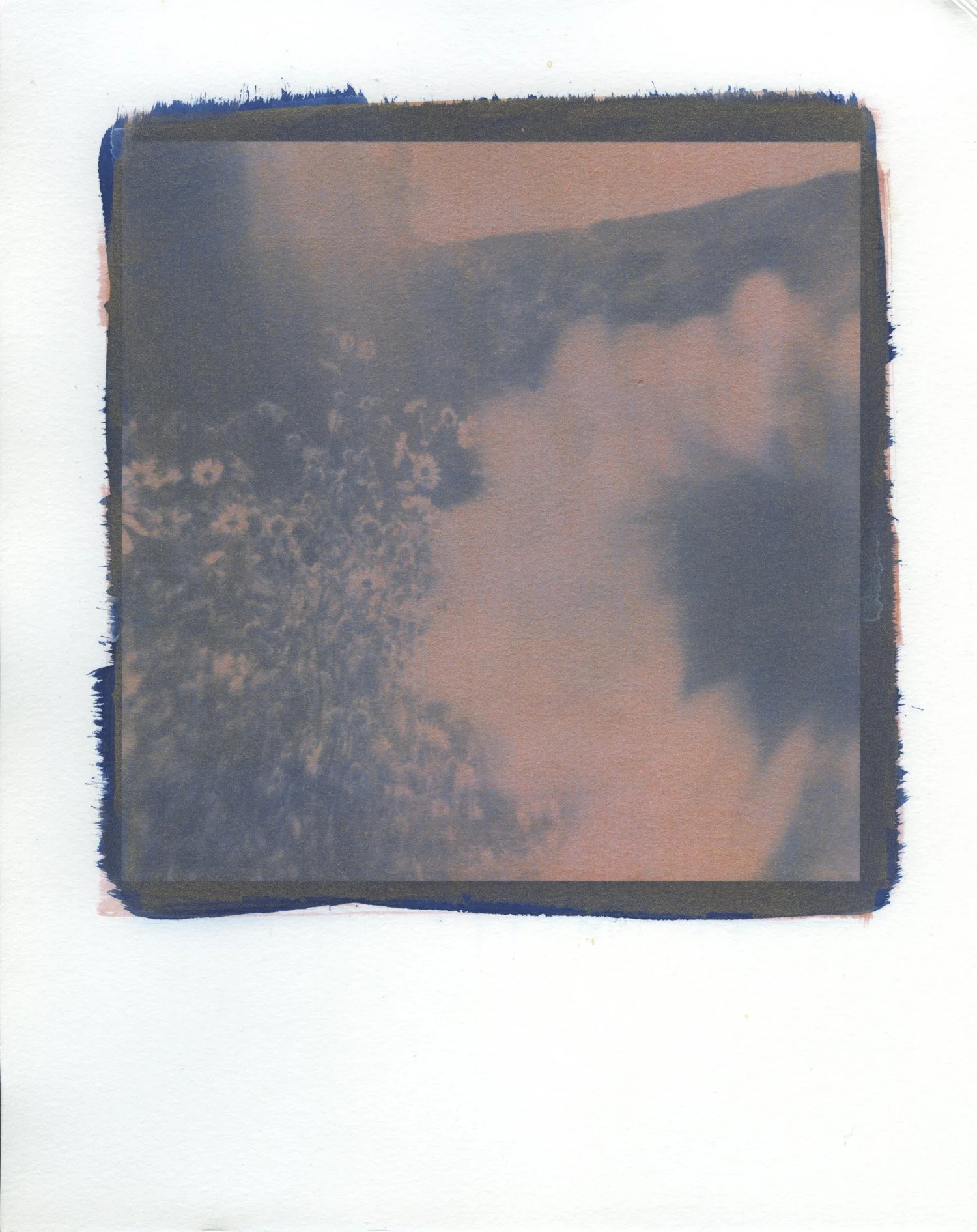 Sunflower III, cyanotype, 2020