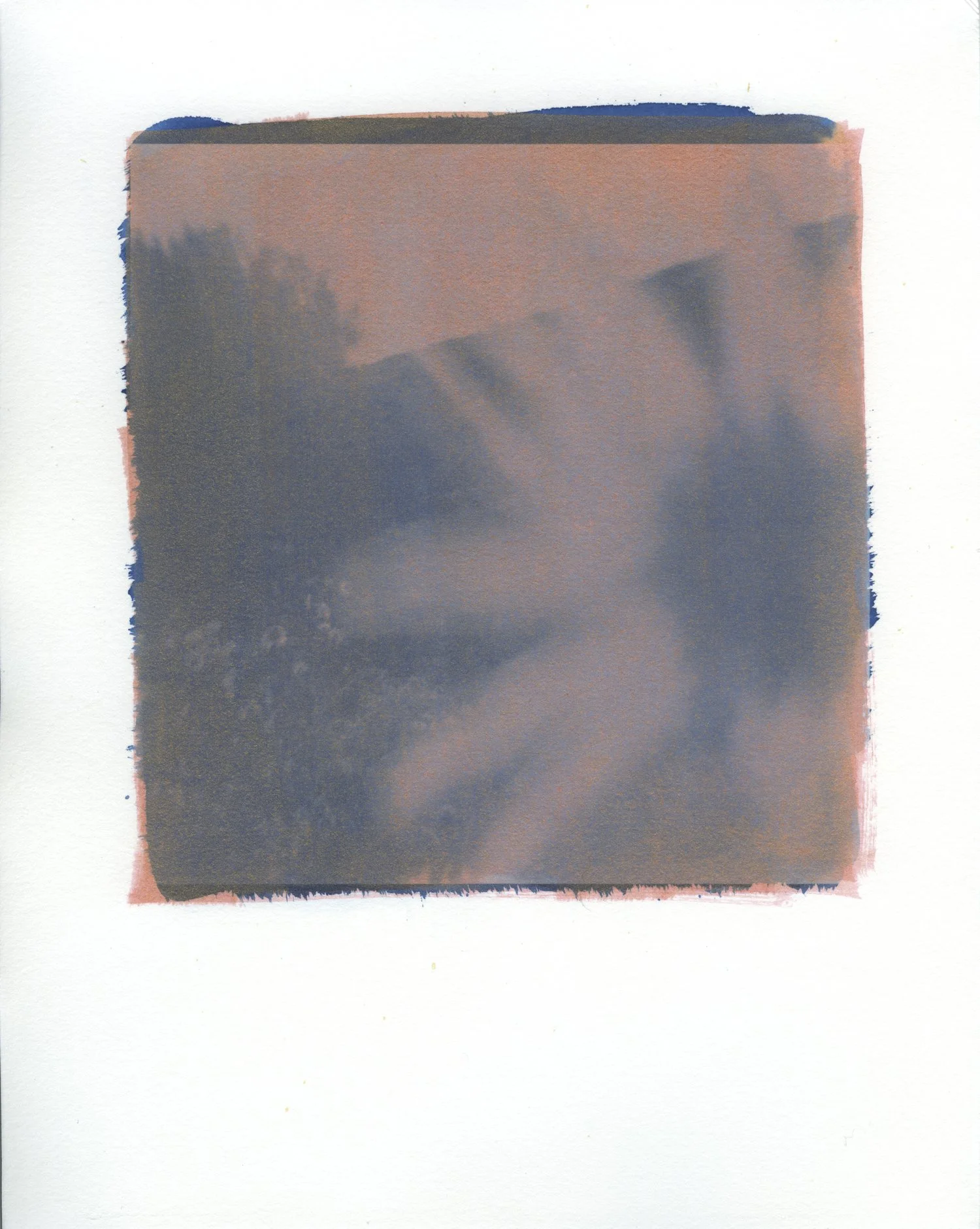 Sunflower VI, cyanotype, 2020