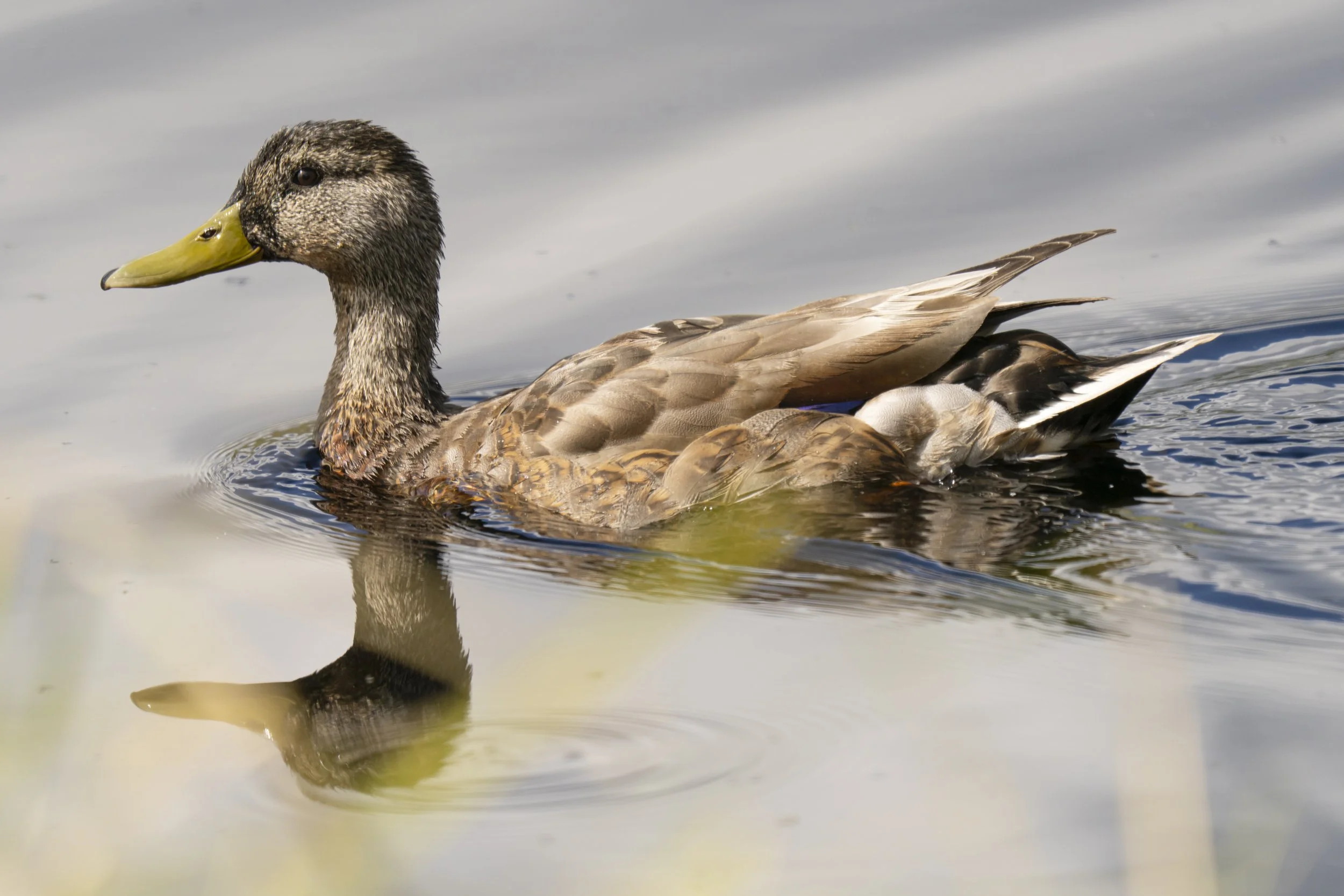 pond_animals_2026_26.jpg