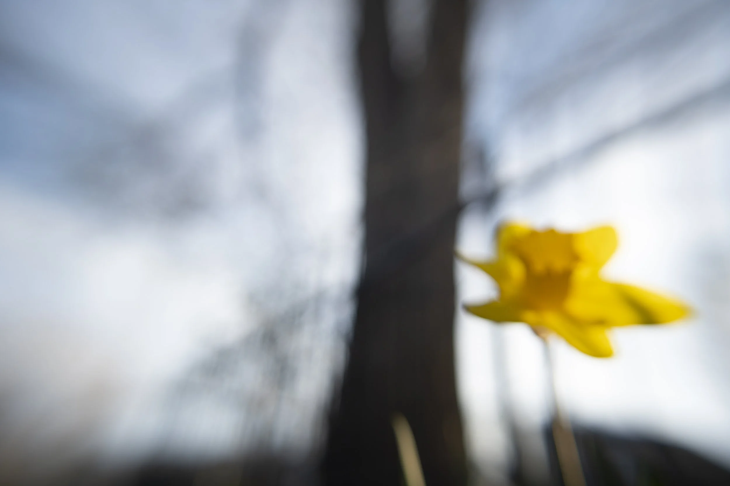 daffodil III