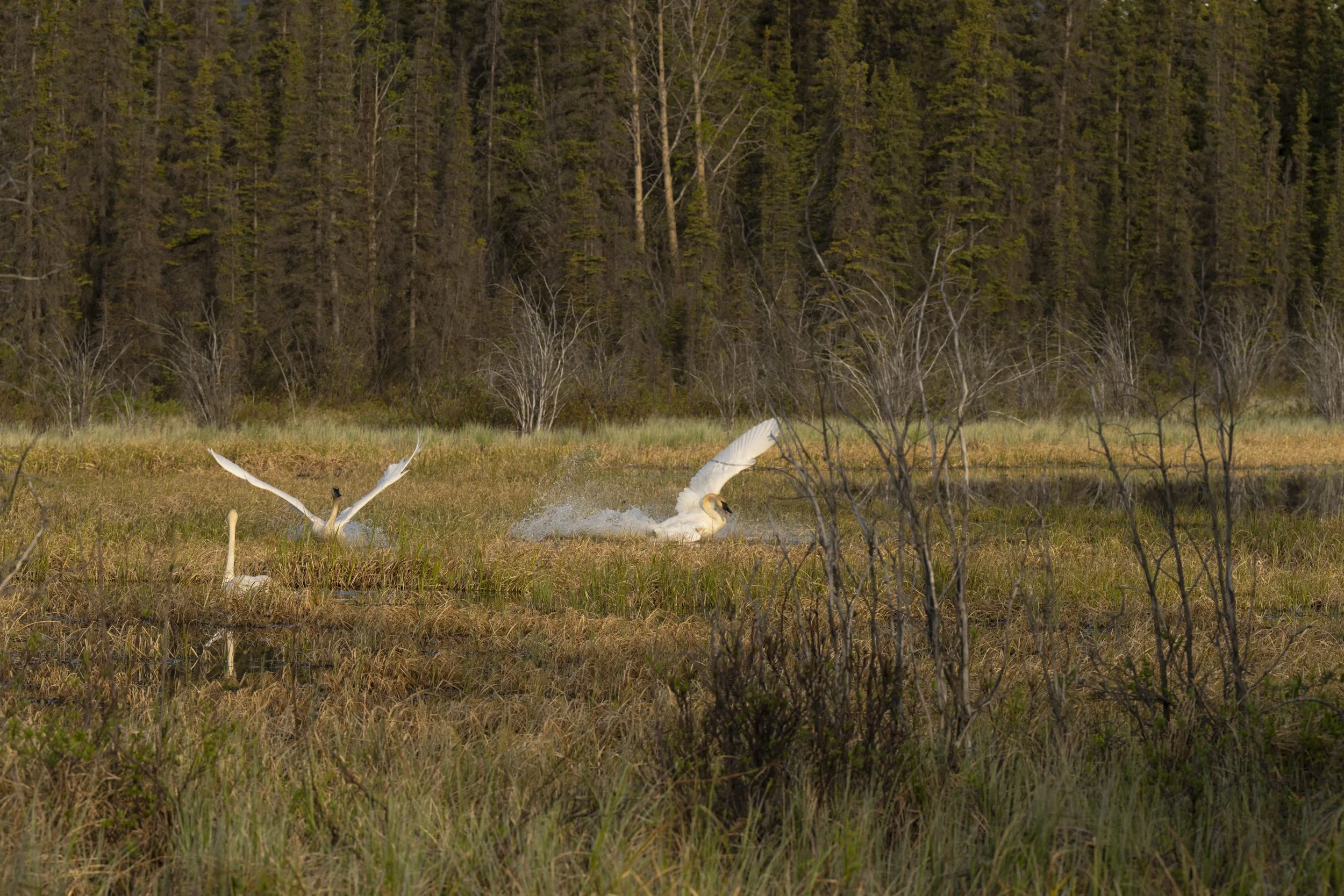 pond_animals_2026_16.jpg